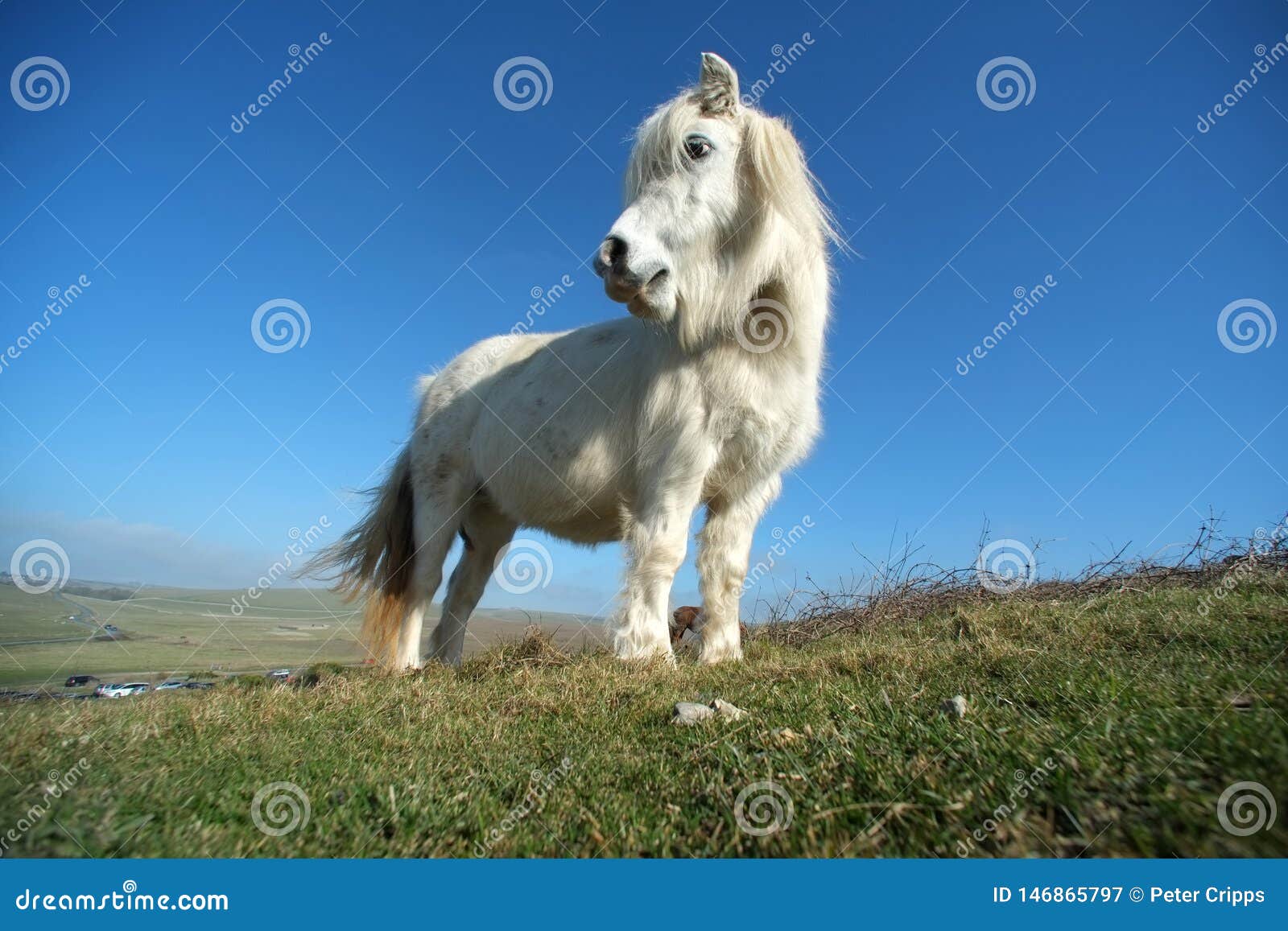 White pony stock image. Image of horse, south, grass 146865797