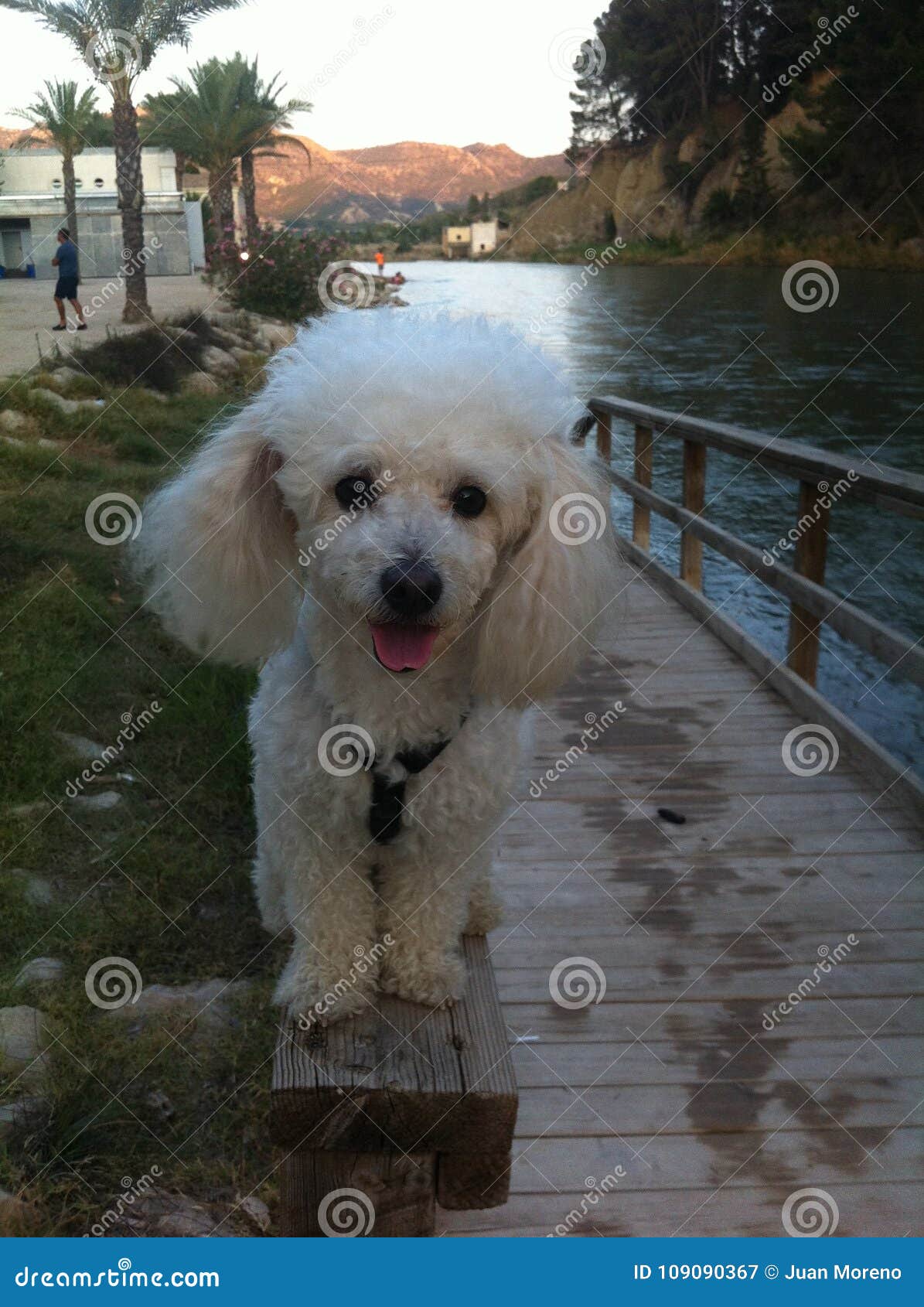 poodle caniche