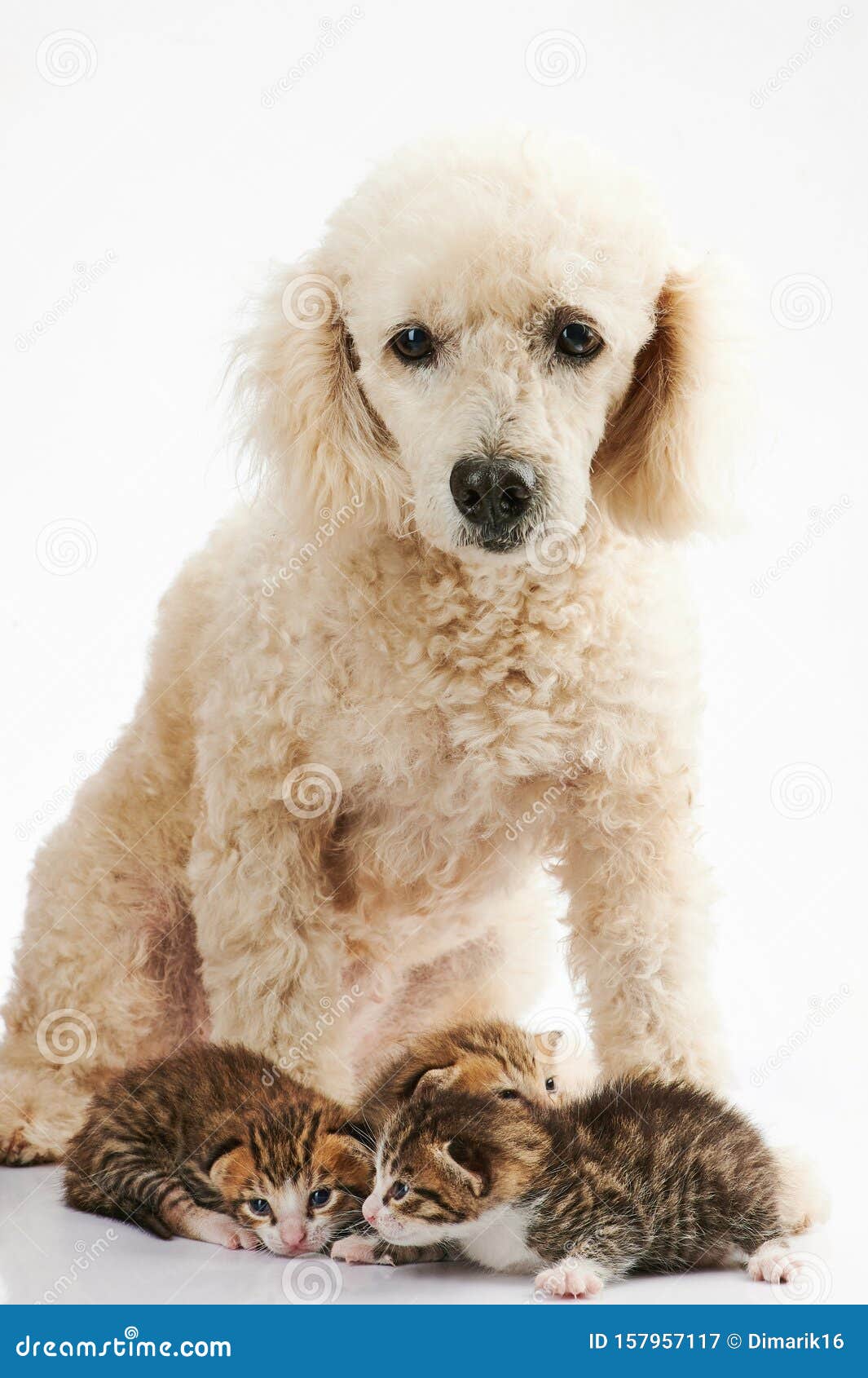 white poodle dog with small kitty`s