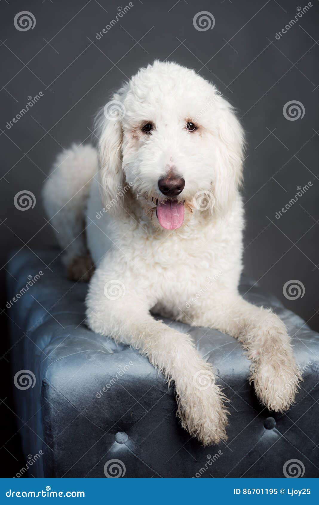 large white poodle