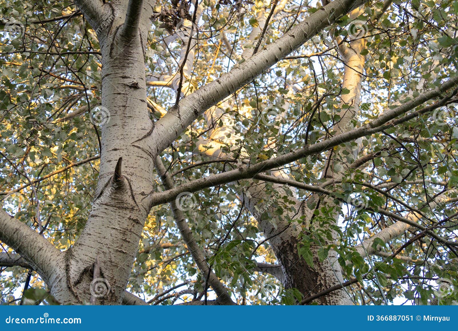 White Poplar (populus Alba) Trunk with White Bark Stock Image - Image of  color, asexual: 366887051, image size:1600x1157