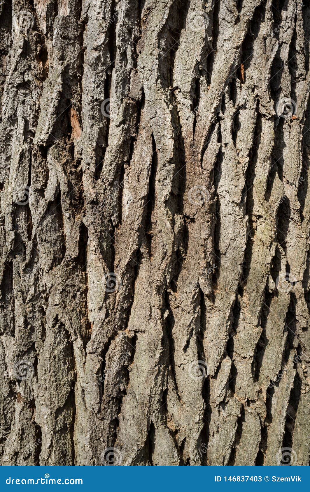 White Poplar Tree Bark or Rhytidome Texture Detail Stock Image - Image of  forrest, moss: 146837403