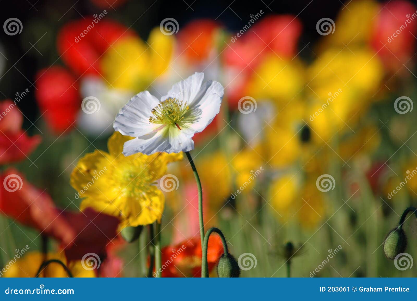 white poppy in garden