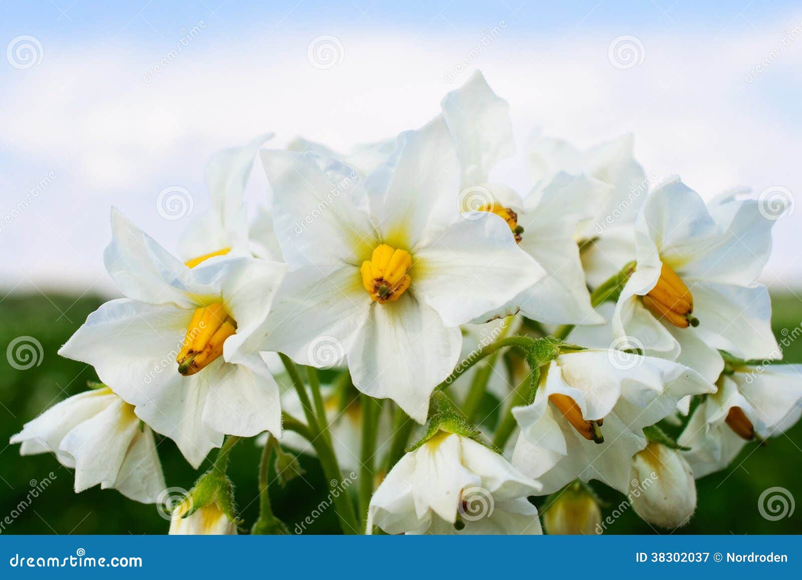 White potato flower. stock image. Image of flora, farm 38302037