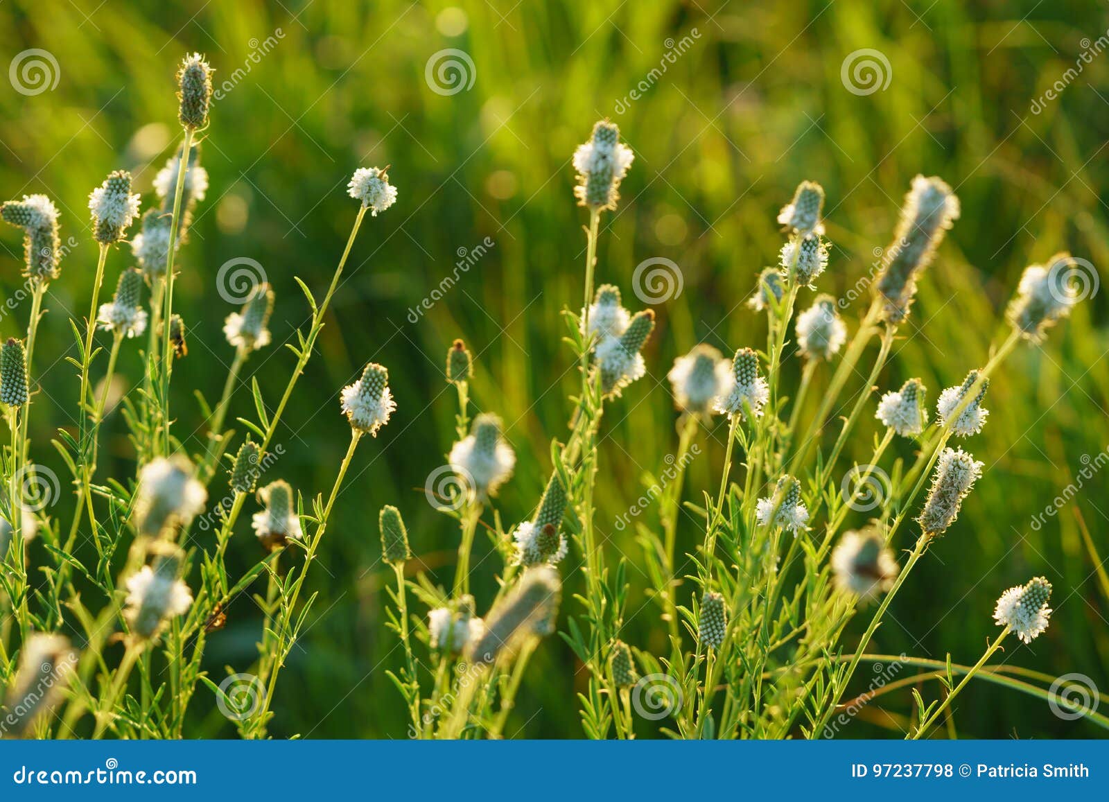 white prairie clover - dalea candida