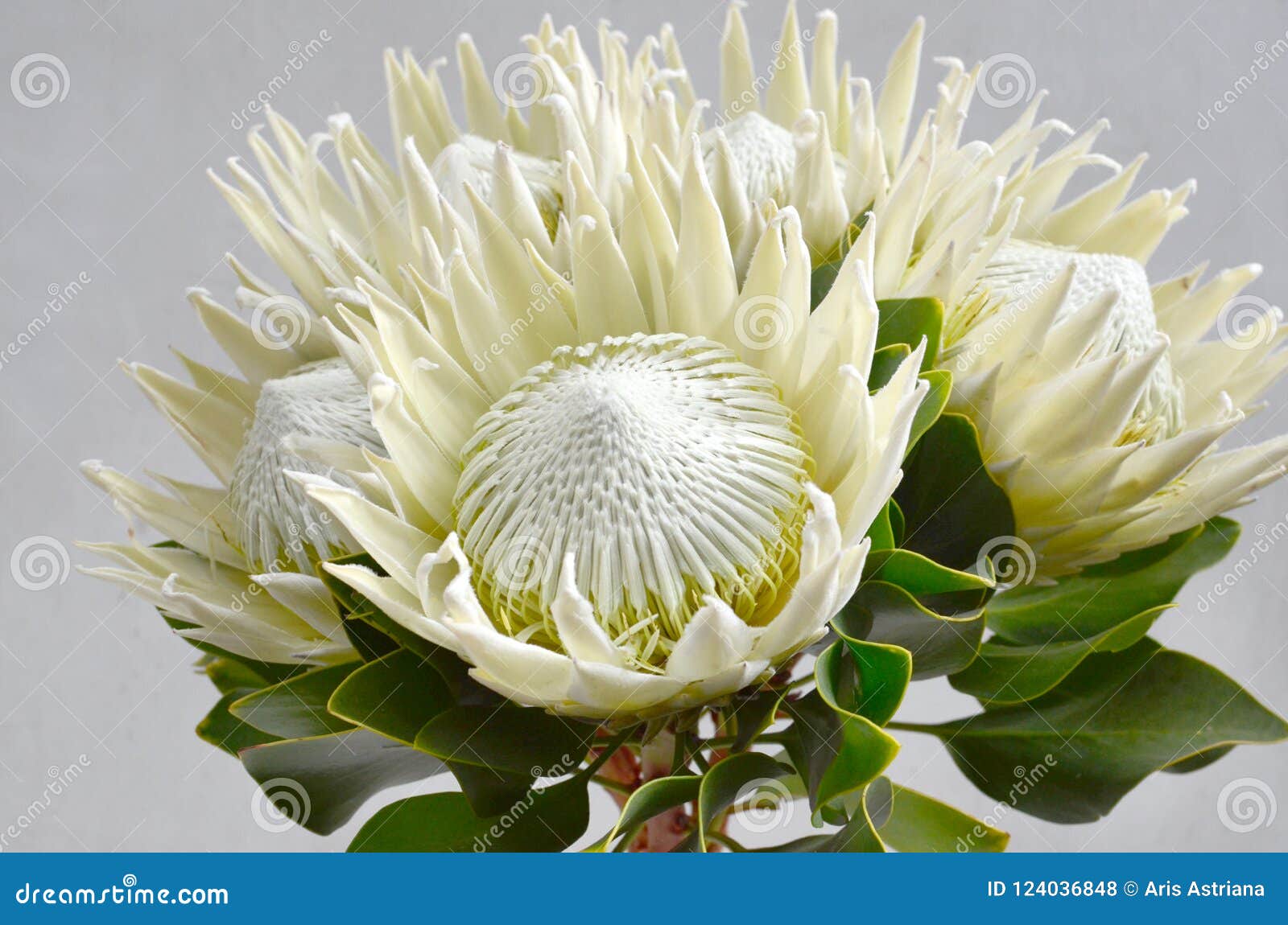 White Protea Plant on White Background Stock Photo Image of flora