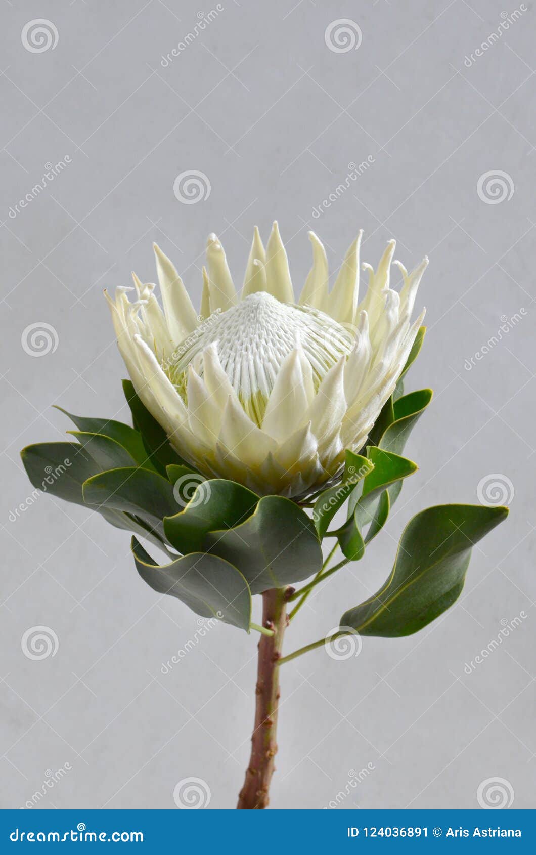 White Protea Plant on White Background Stock Image Image of head