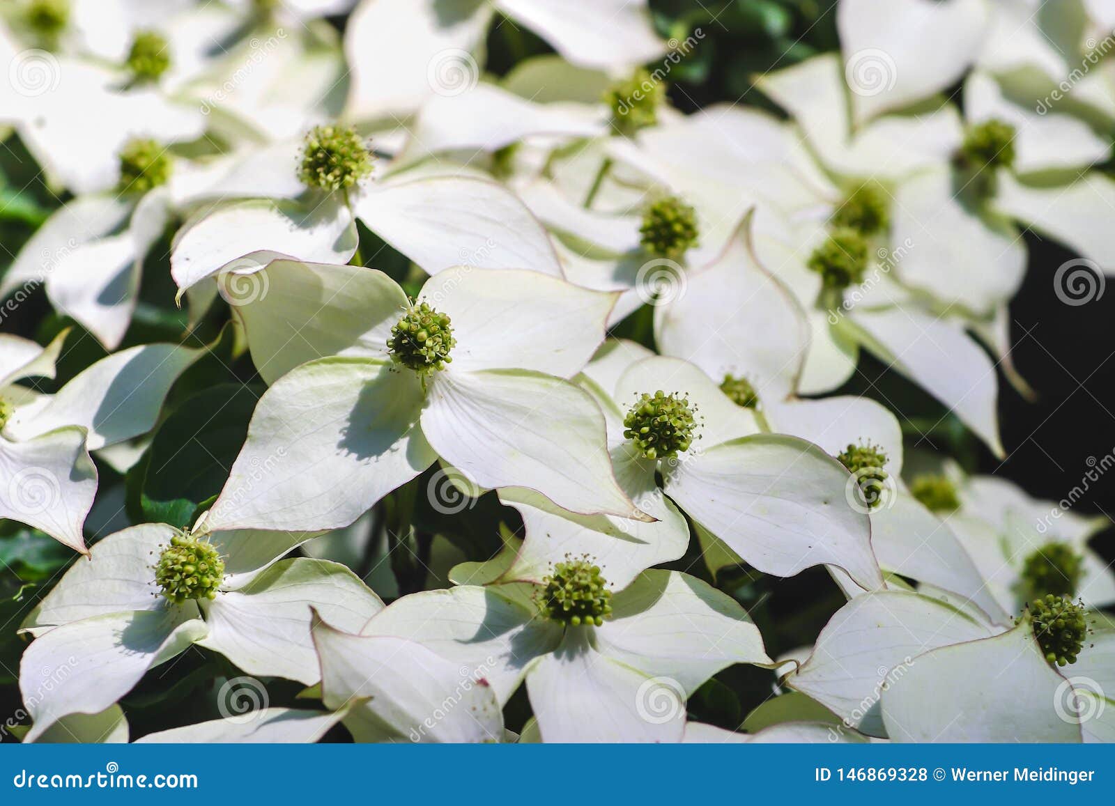 white pseudoflowers and green flowers of the chinese dogwood, asian dogwood, cornus kousa