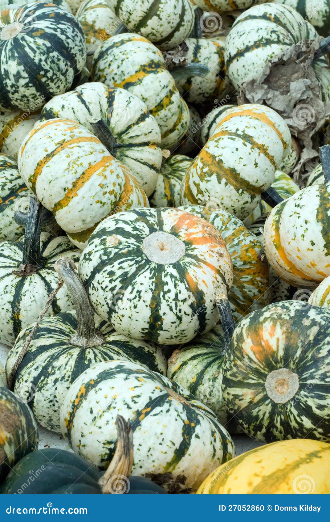 White Pumpkin Squash stock photo. Image of pile, vegetable 27052860