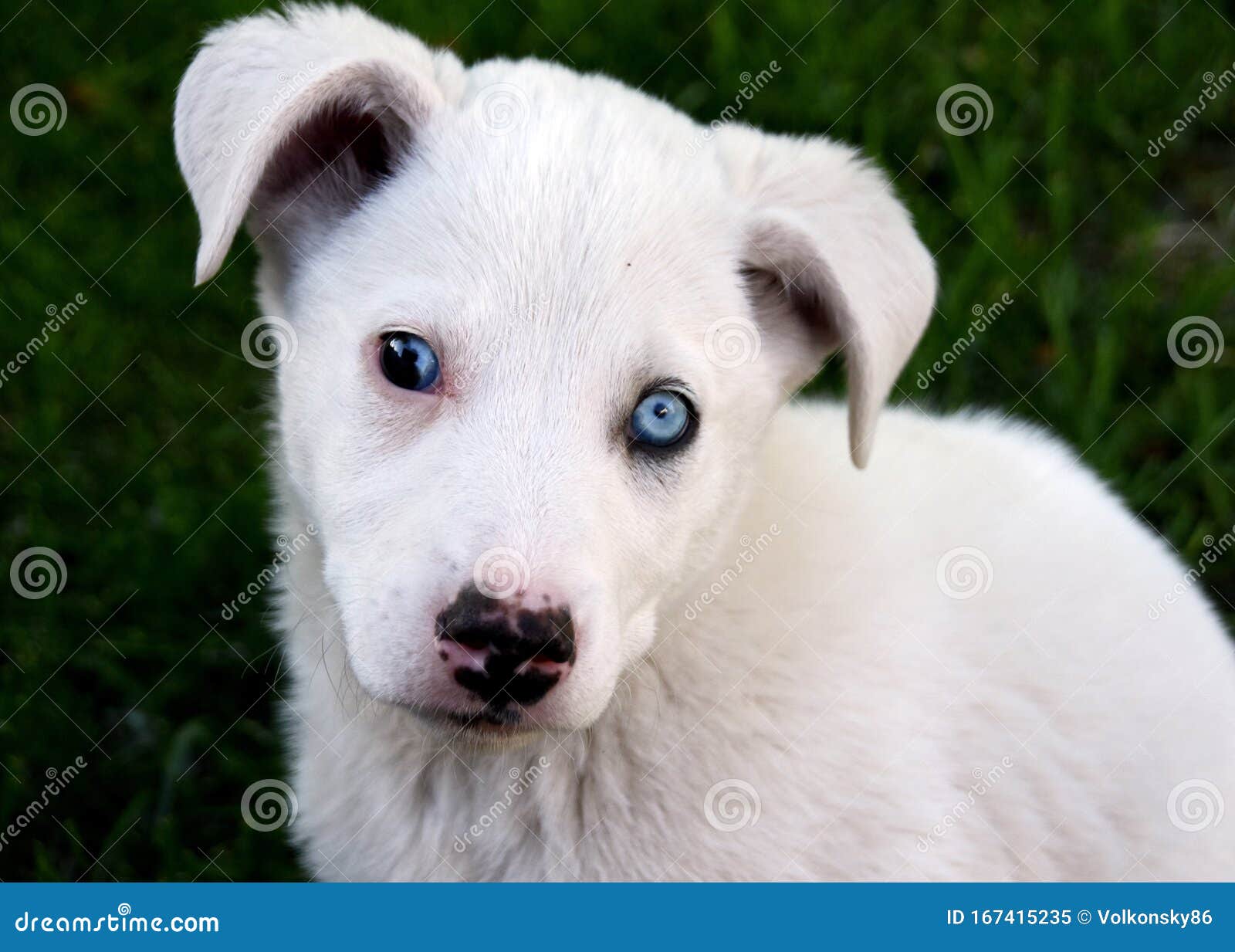 White Puppy With Colorful Eyes Stock Image Image Of Collie Eyes White Puppy With Colorful Eyes Stock Image Image Of Collie Eyes