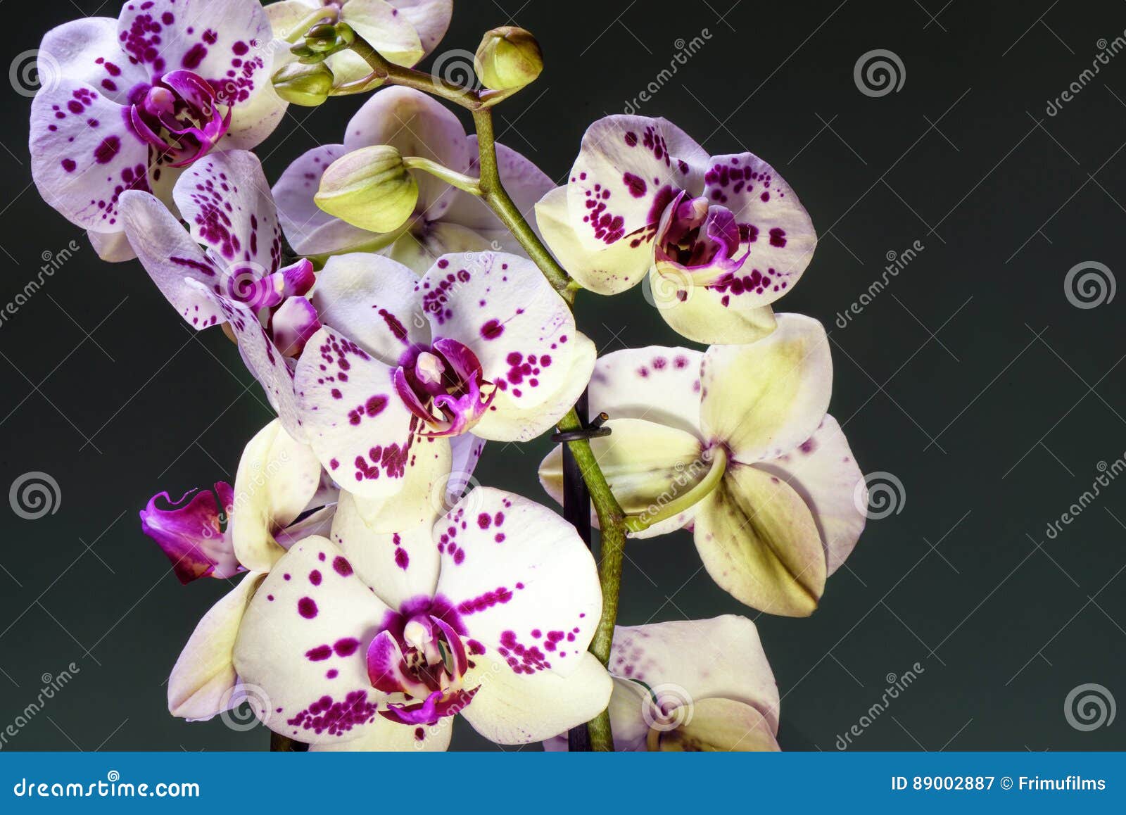 white and purple blooming orchid
