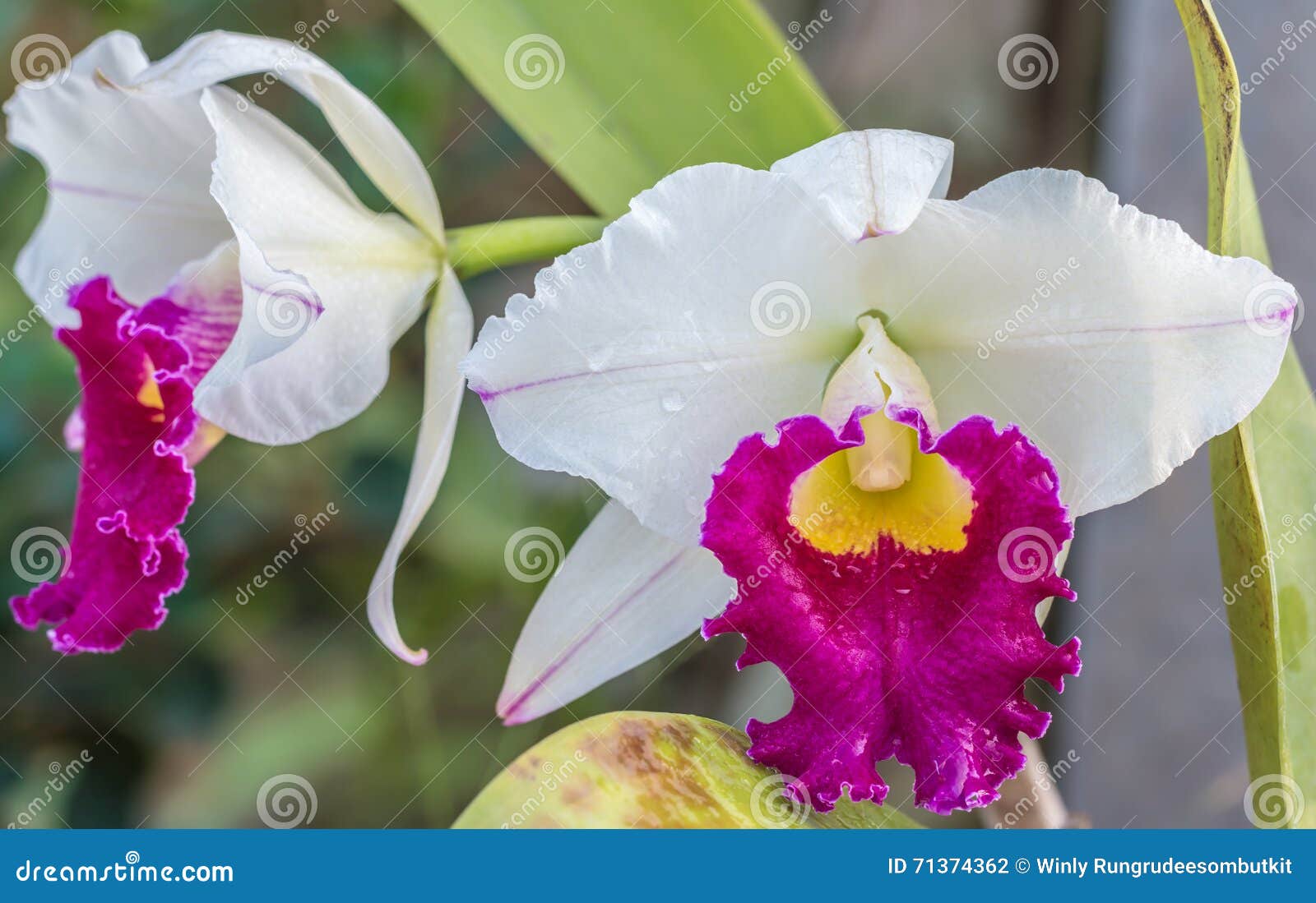 White and Purple Cattleya Orchid. Stock Photo - Image of plant, fresh:  71374362