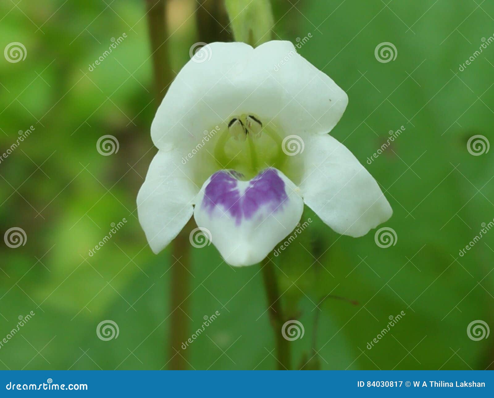 White And Purple Color Flower Background Wallpaper Stock Image