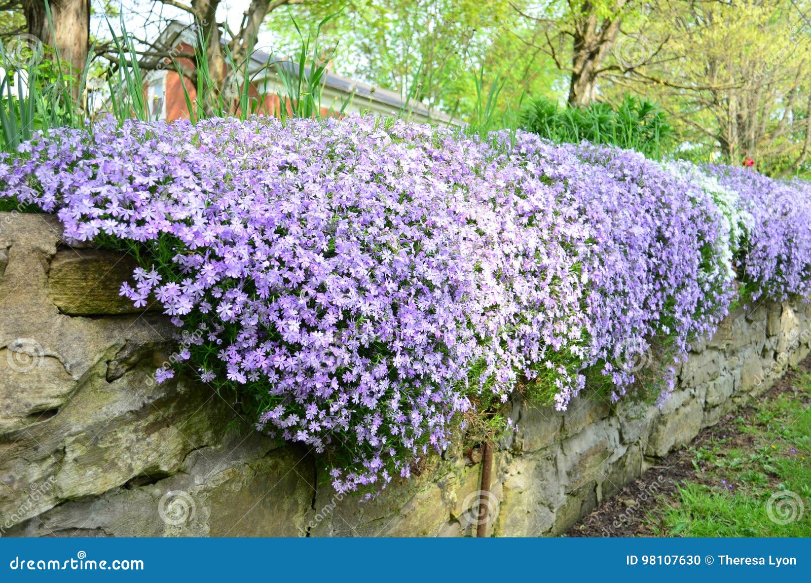 white and purple creeping phlox cascading over an old stone wall