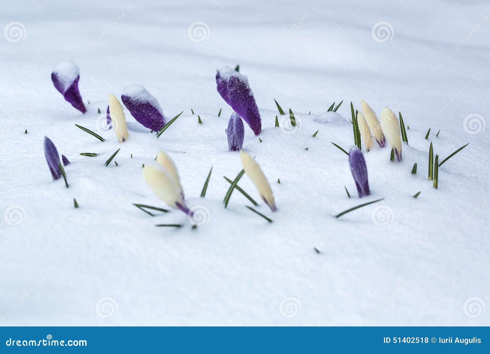 White and Purple Crocus Flower Bed Covered with Snow. Stock Photo