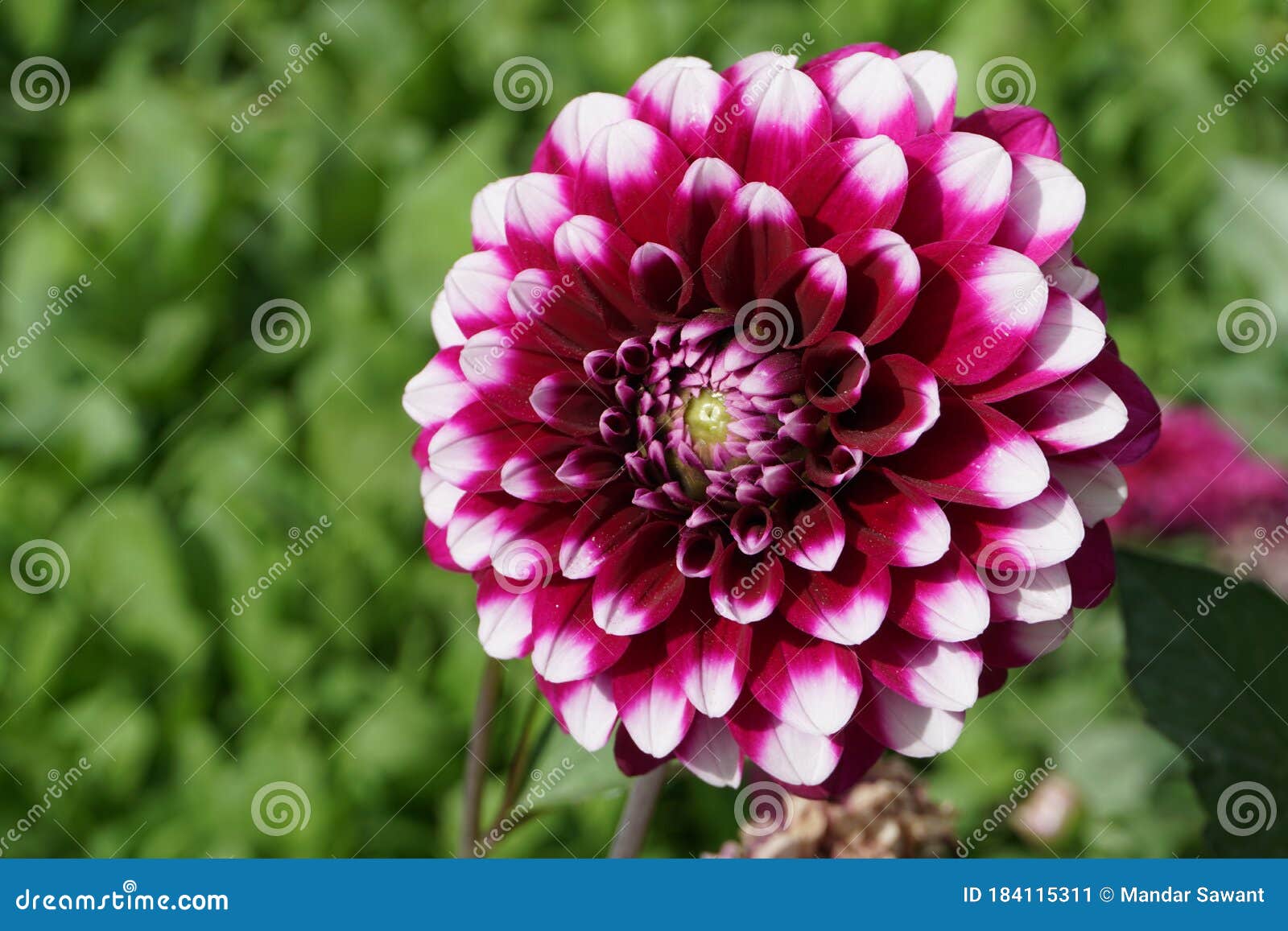 White And Purple Dahlia Flower Autumn Queen Blossom Stock Image Image Of Detail Jammu 184115311