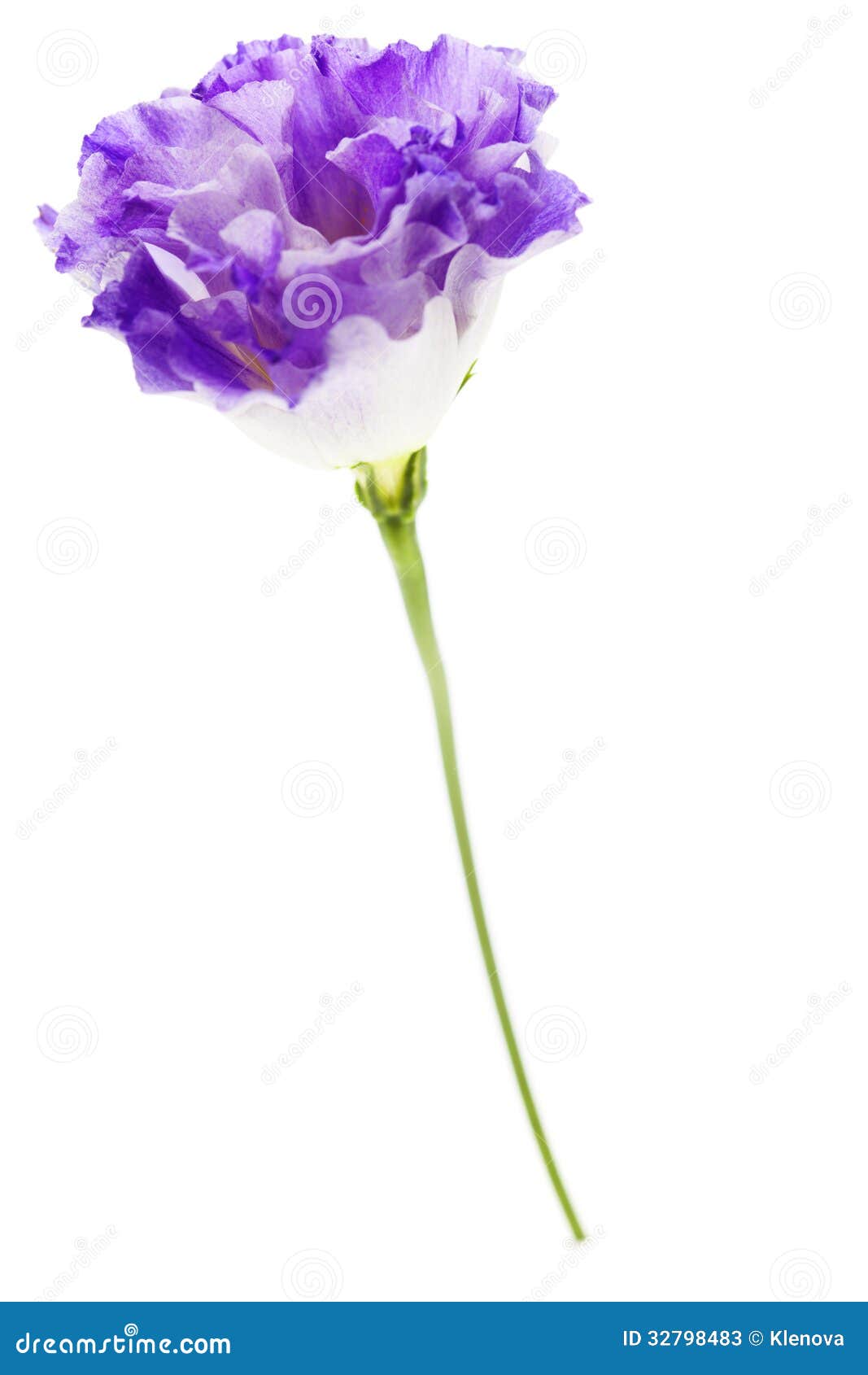 White Purple Eustoma Flowers Stock Images - 888 Photos