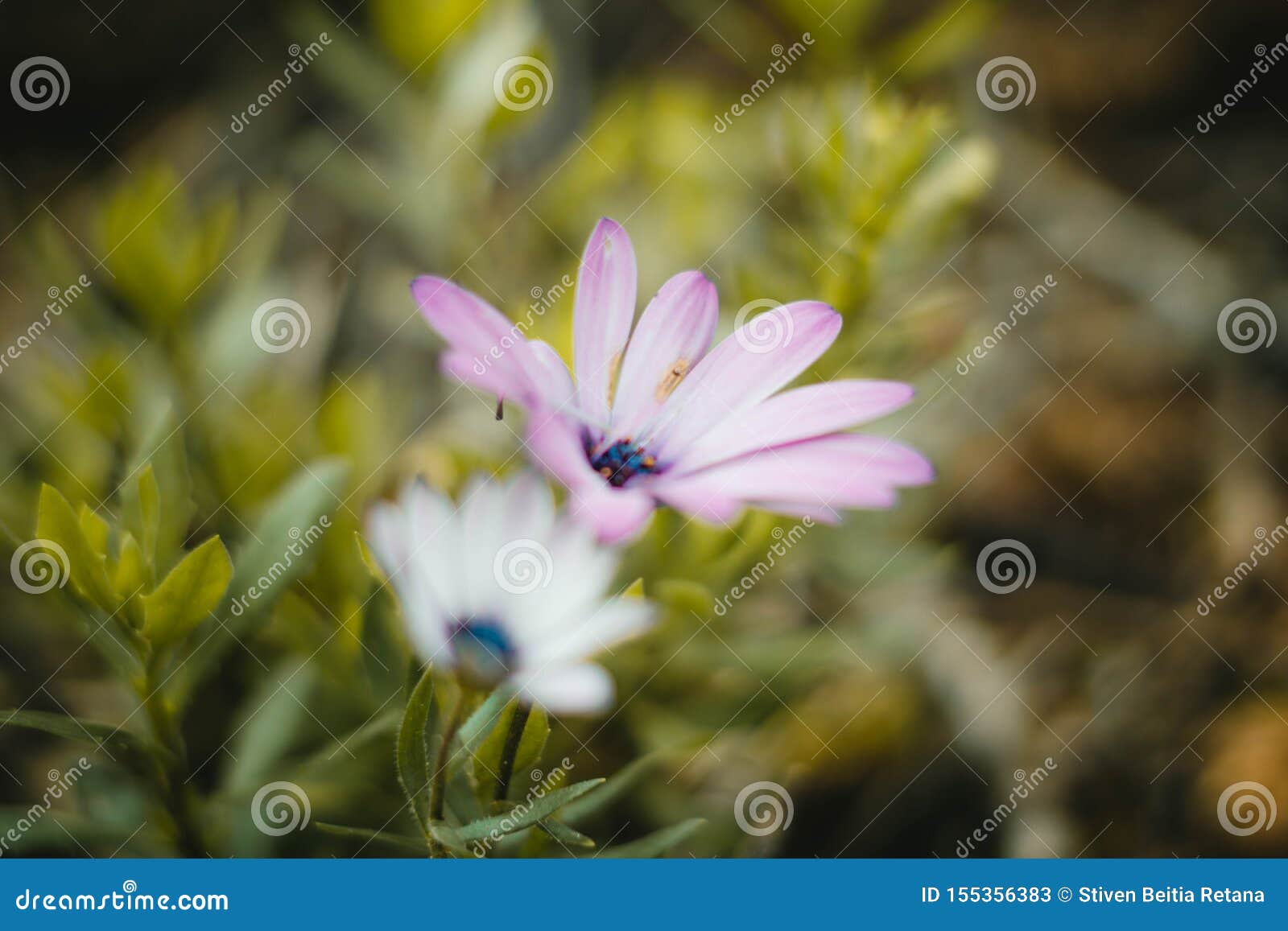 white and purple flowers and macro vegetation in the forest