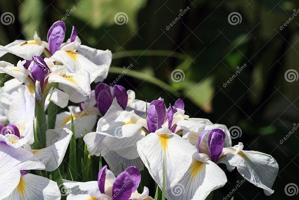 Whitepurple iris flowers stock image. Image of nature 13763585