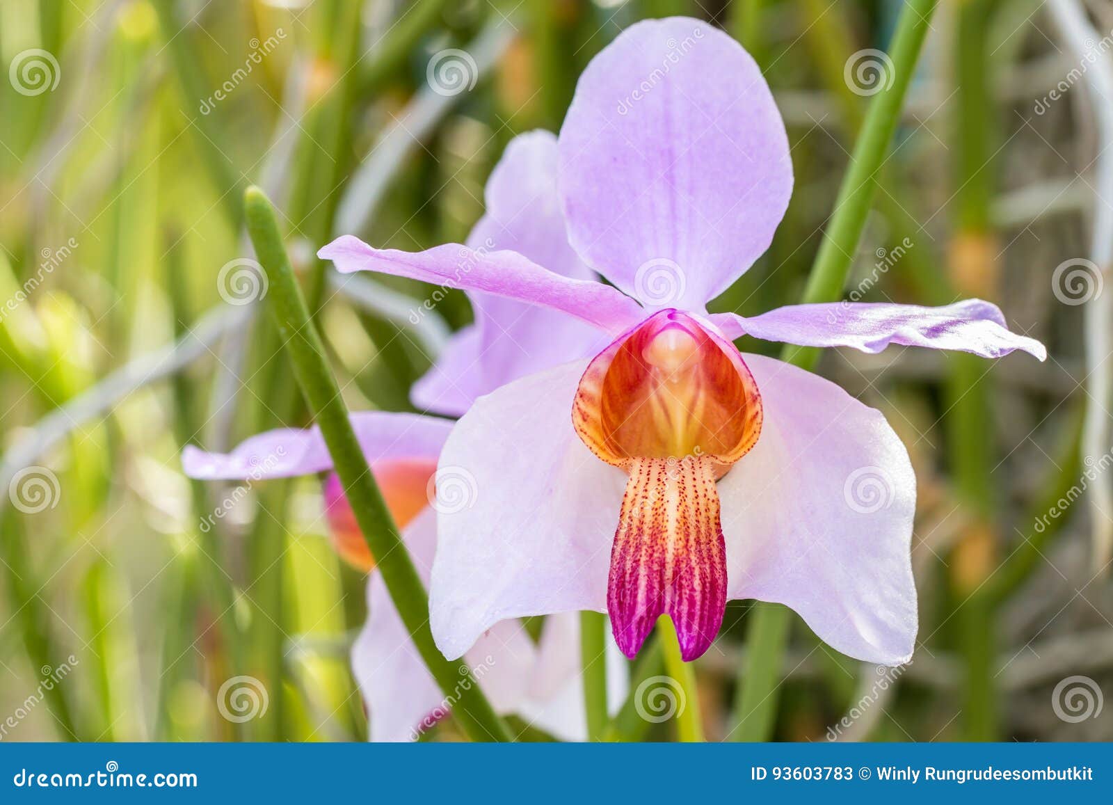 White Purple Wild Orchid,Vanda Teres Syn. Papilionanthe Teres. Stock Image  - Image of spring, element: 93603783