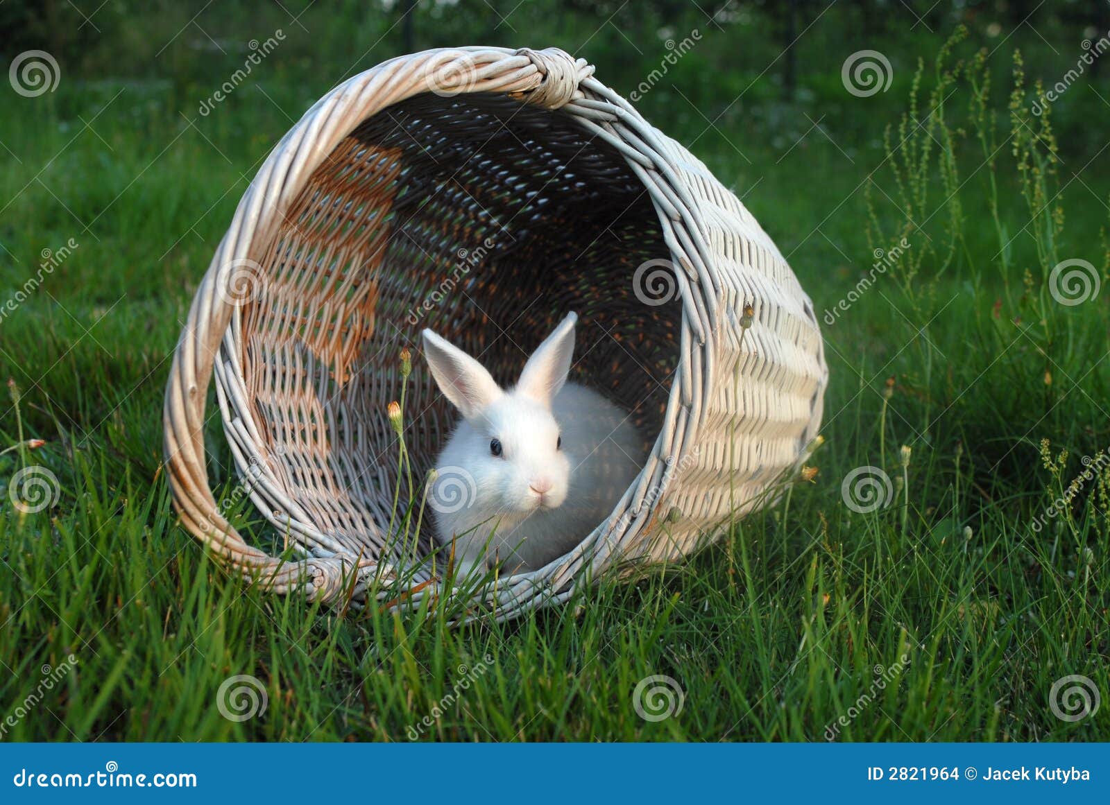 White rabbit 3 stock photo. Image of fauna, white, nature - 2821964