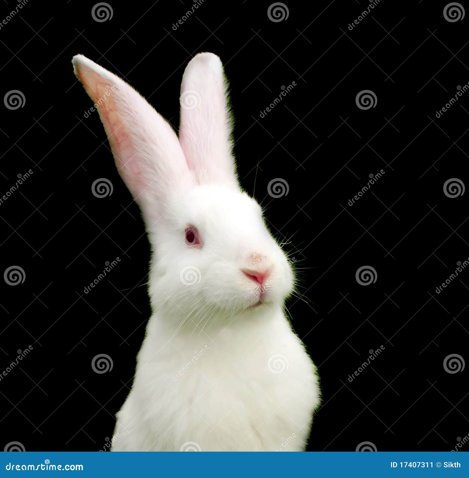 White Rabbit On Black Background Stock Image - Image: 17407311