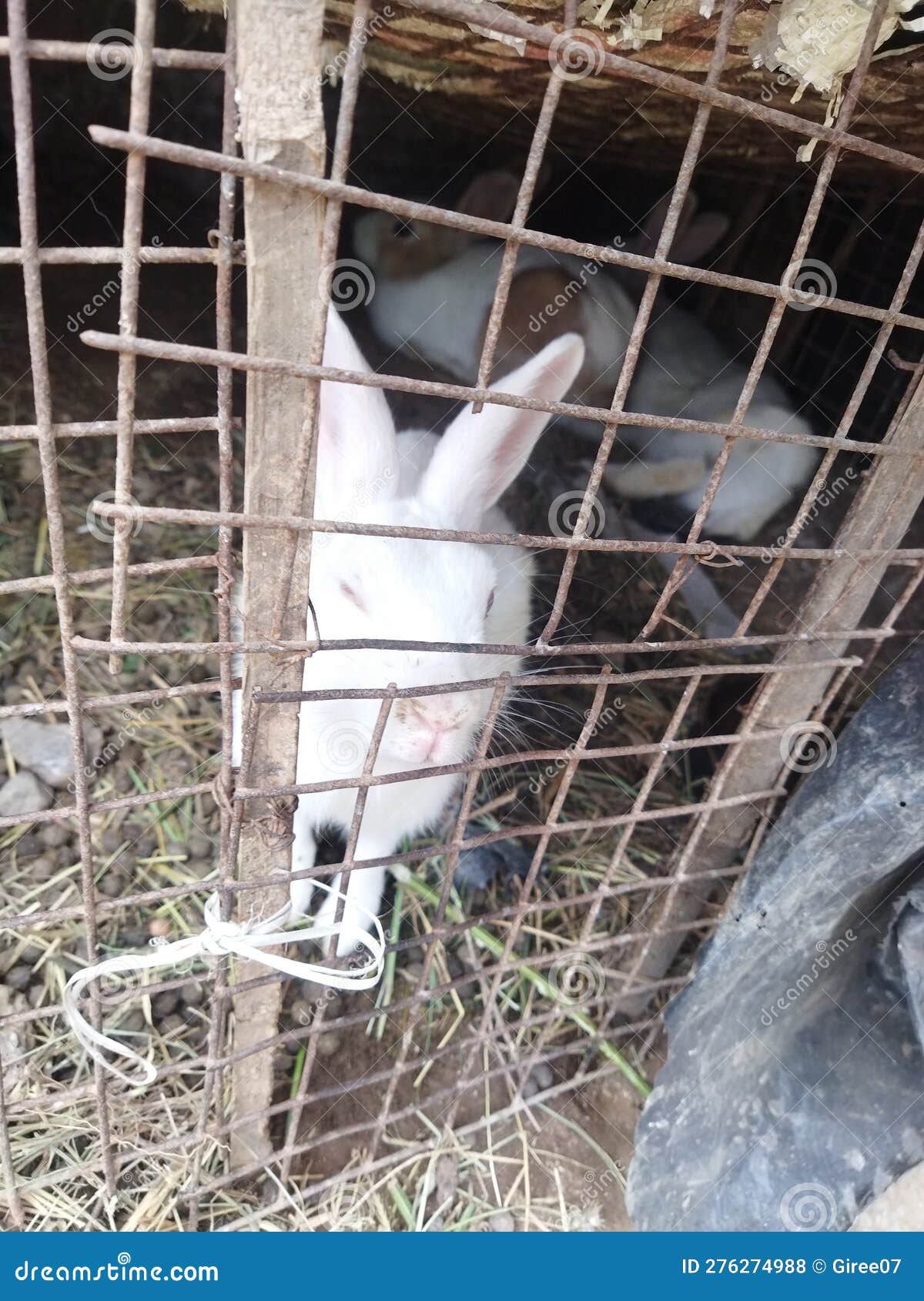 A white rabbit in cage. stock photo. Image of animal 276274988