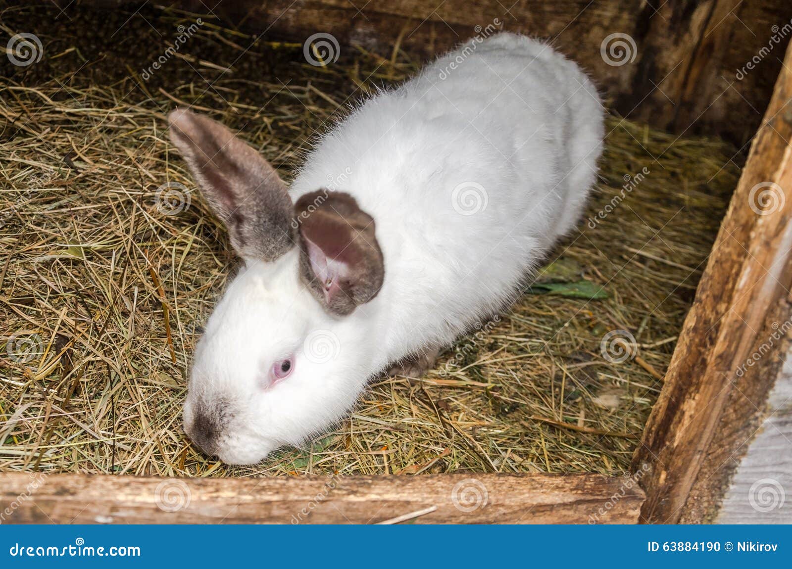 White Rabbit in a Cage on the Farm Stock Photo Image of cage, farm