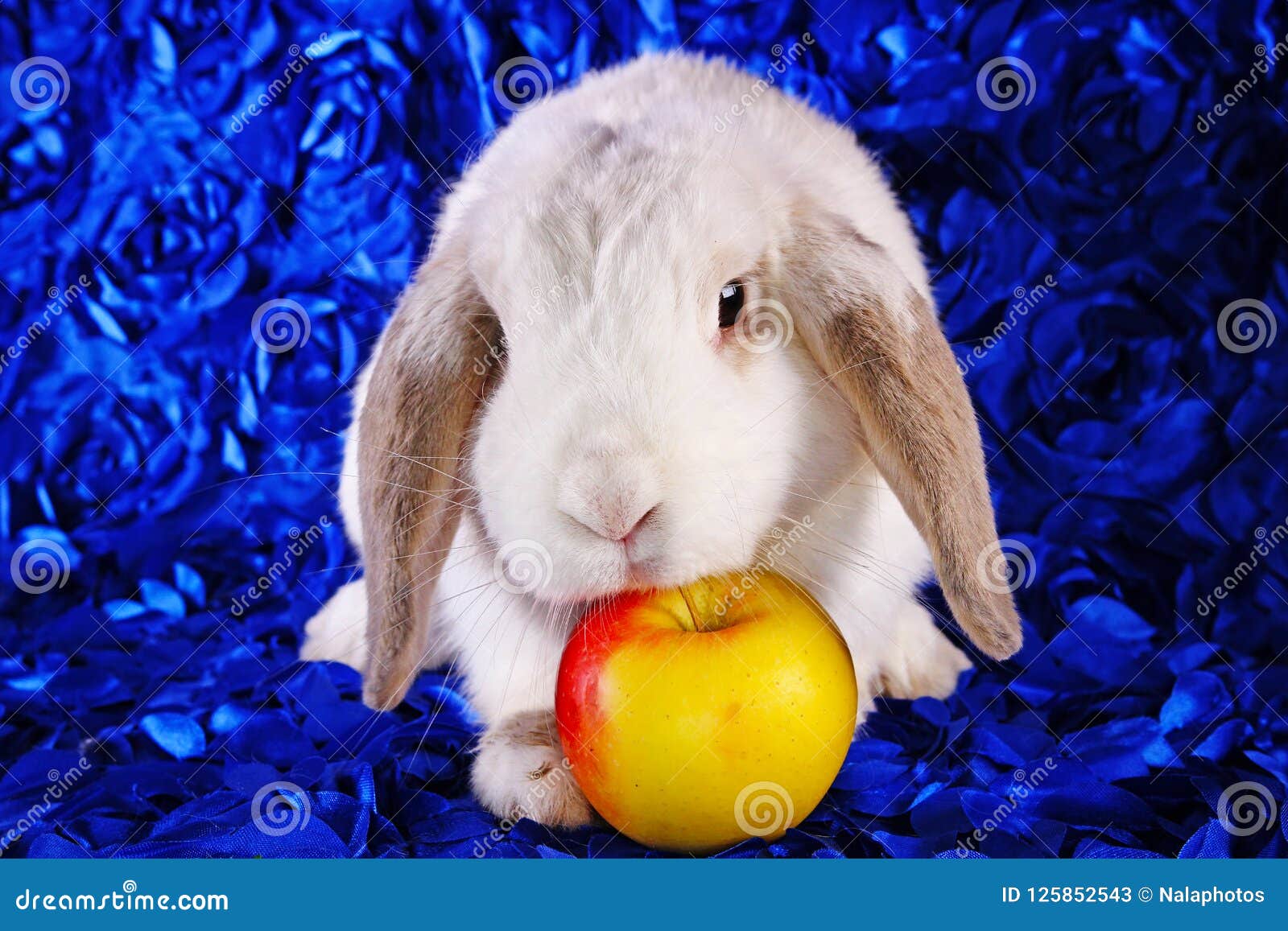 White Rabbit Eating Apple Panda Hotot Pattern Lop on Blue Background