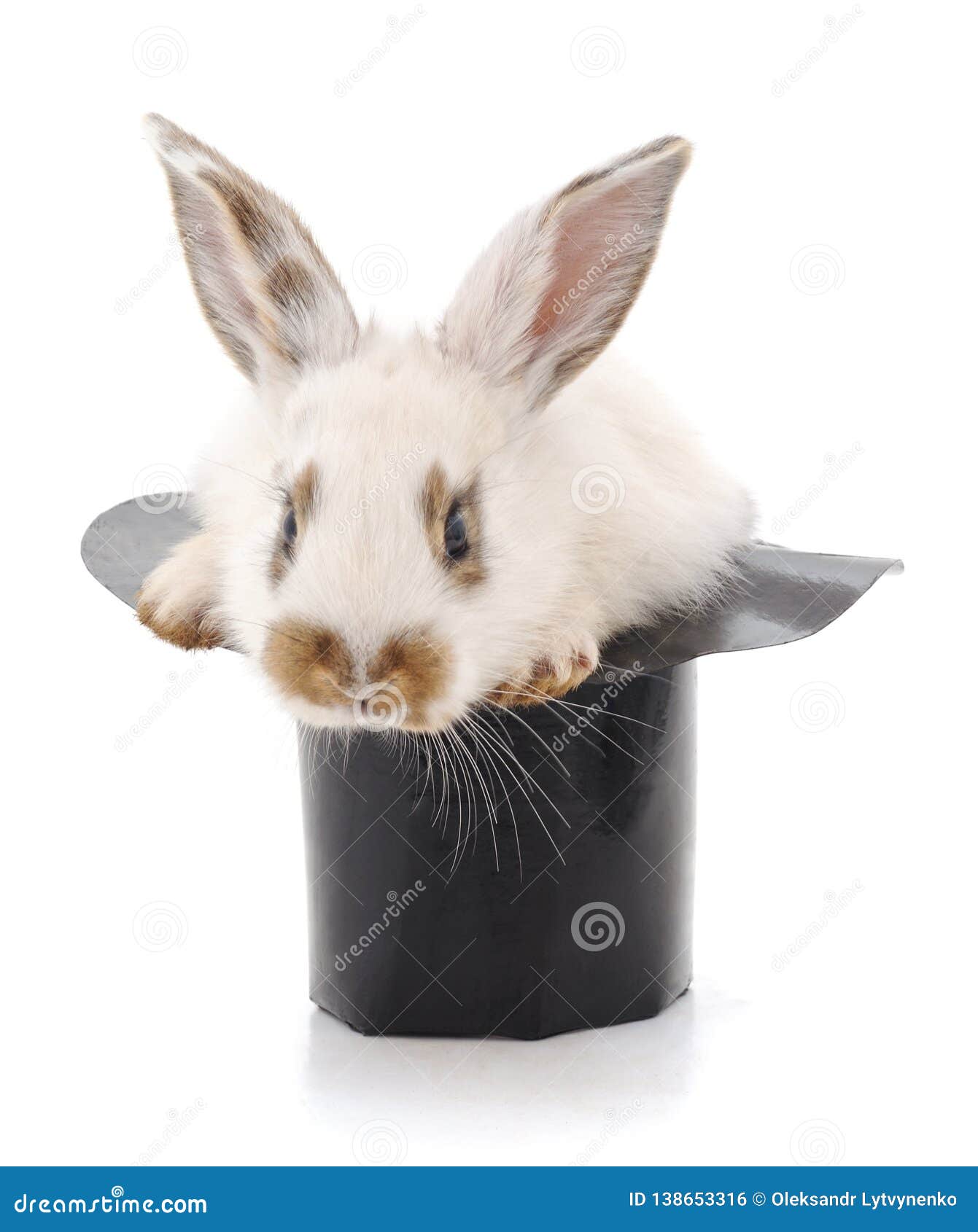 White rabbit in a hat stock photo. Image of celebrations - 138653316