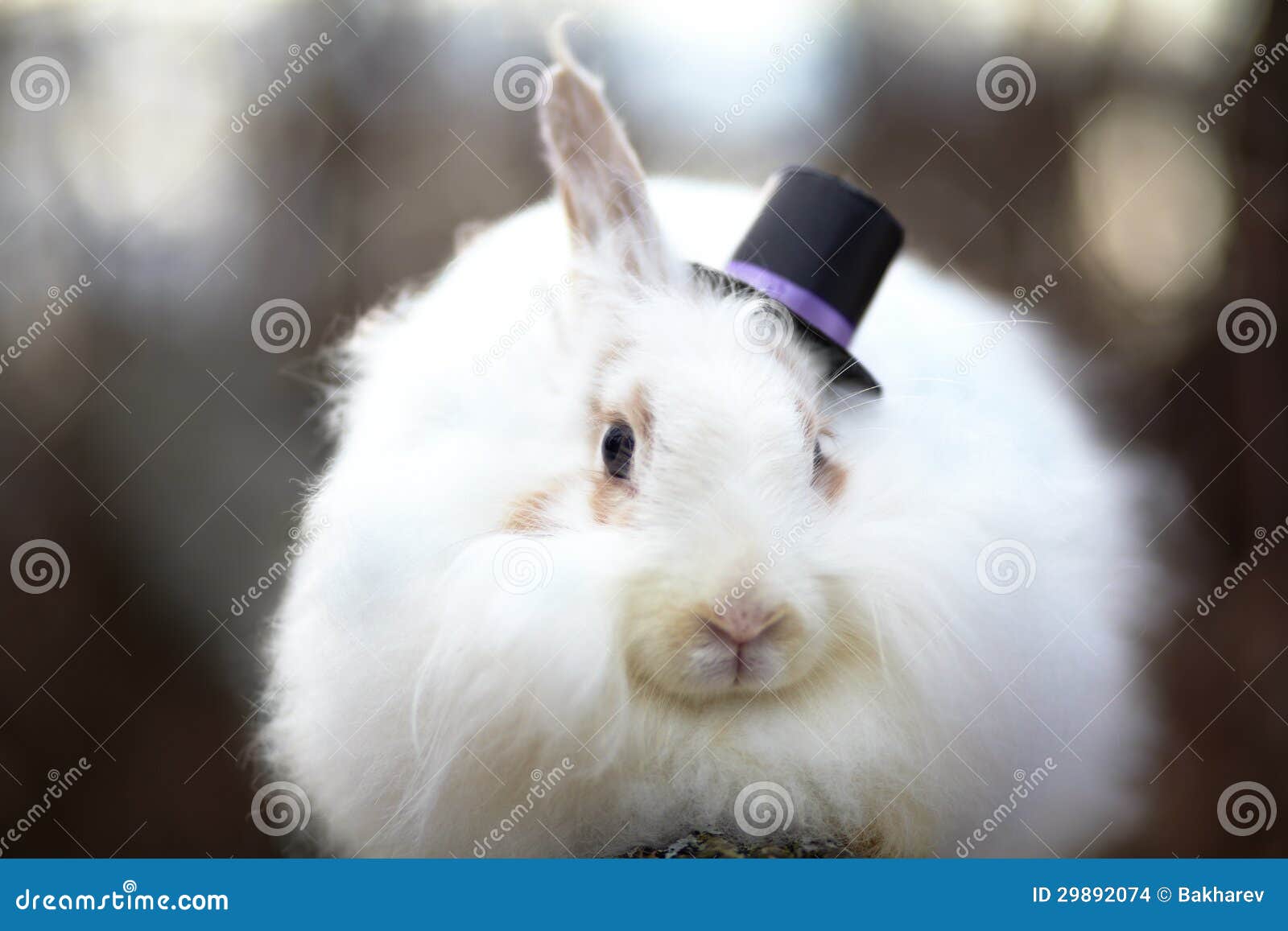 Rabbit in a top hat stock photo. Image of rodent, fluffy - 29892074
