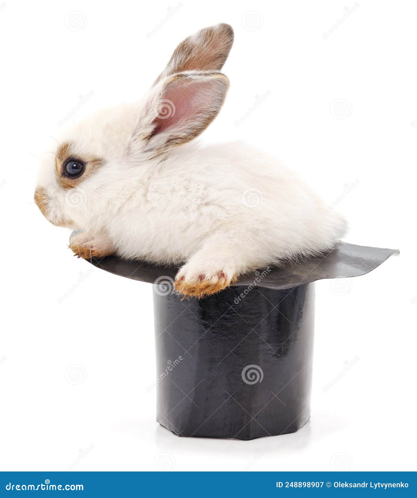 White rabbit in a hat stock image. Image of background - 248898907