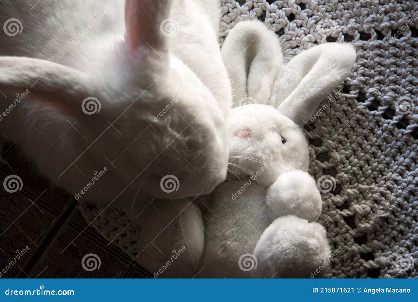 a white rabbit, lying on the crochet rug.