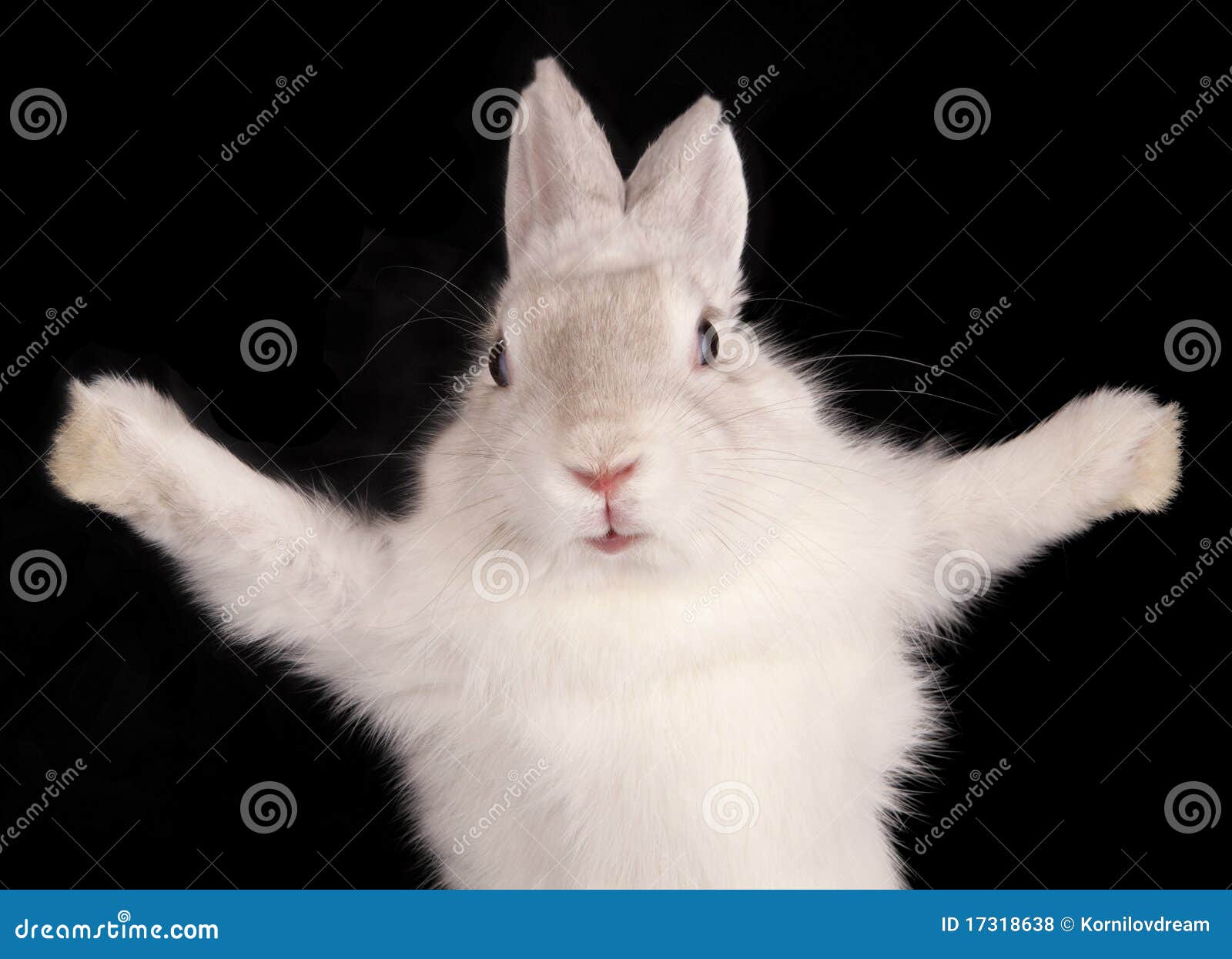 White Rabbit with Open Pads Stock Photo - Image of bunny, expressive:  17318638