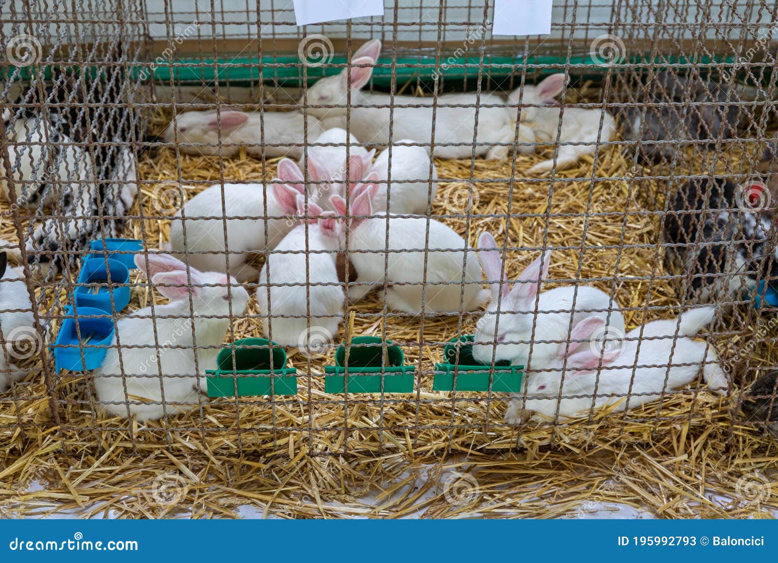 White Rabbits Cage stock image. Image of bunny, domestic 195992793