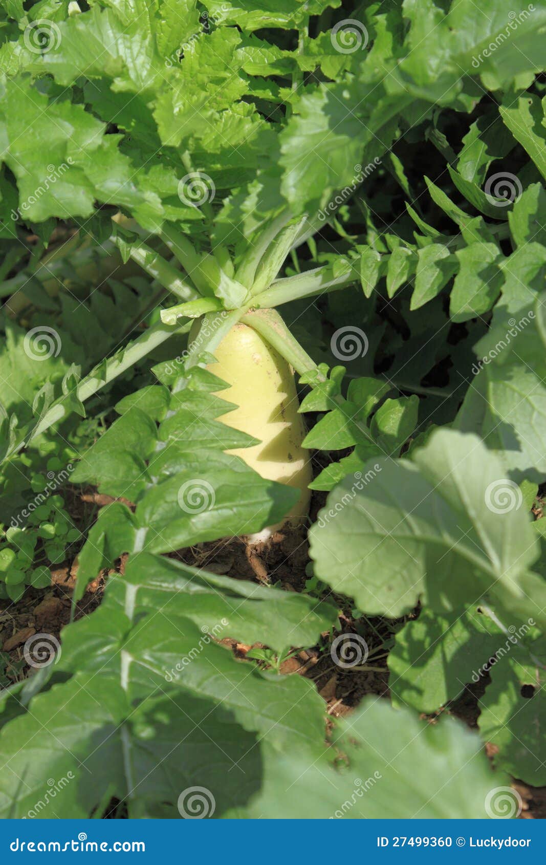 White Radish stock photo. Image of grow, farming, vegetables 27499360