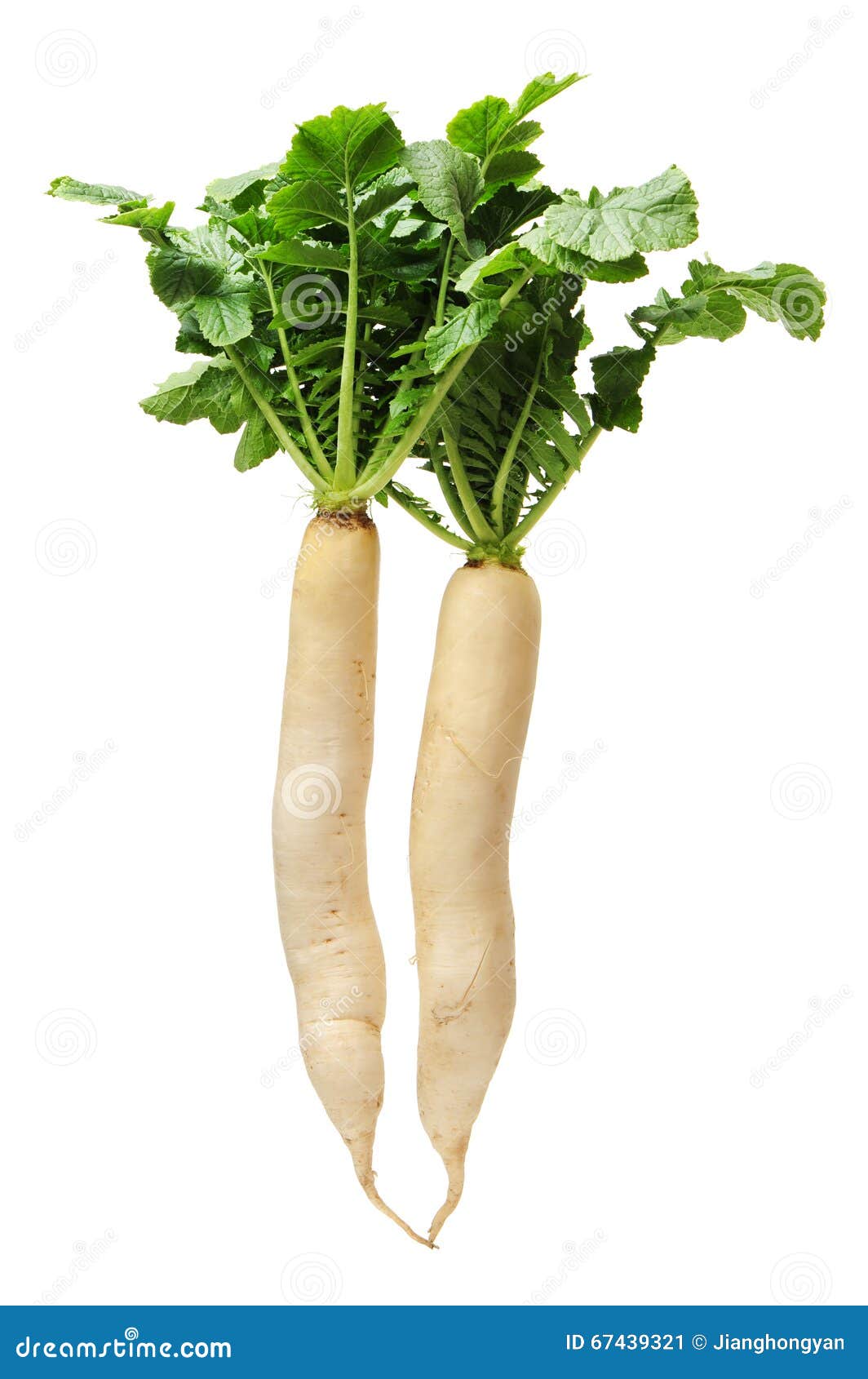 White radish stock image. Image of group, asian, large 67439321