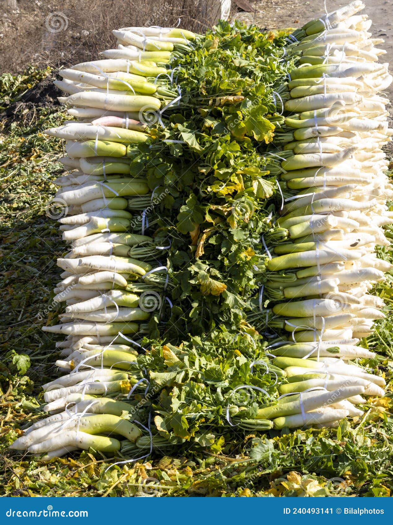 White Radish Edible Root Vegetable Stock Image Image of salad