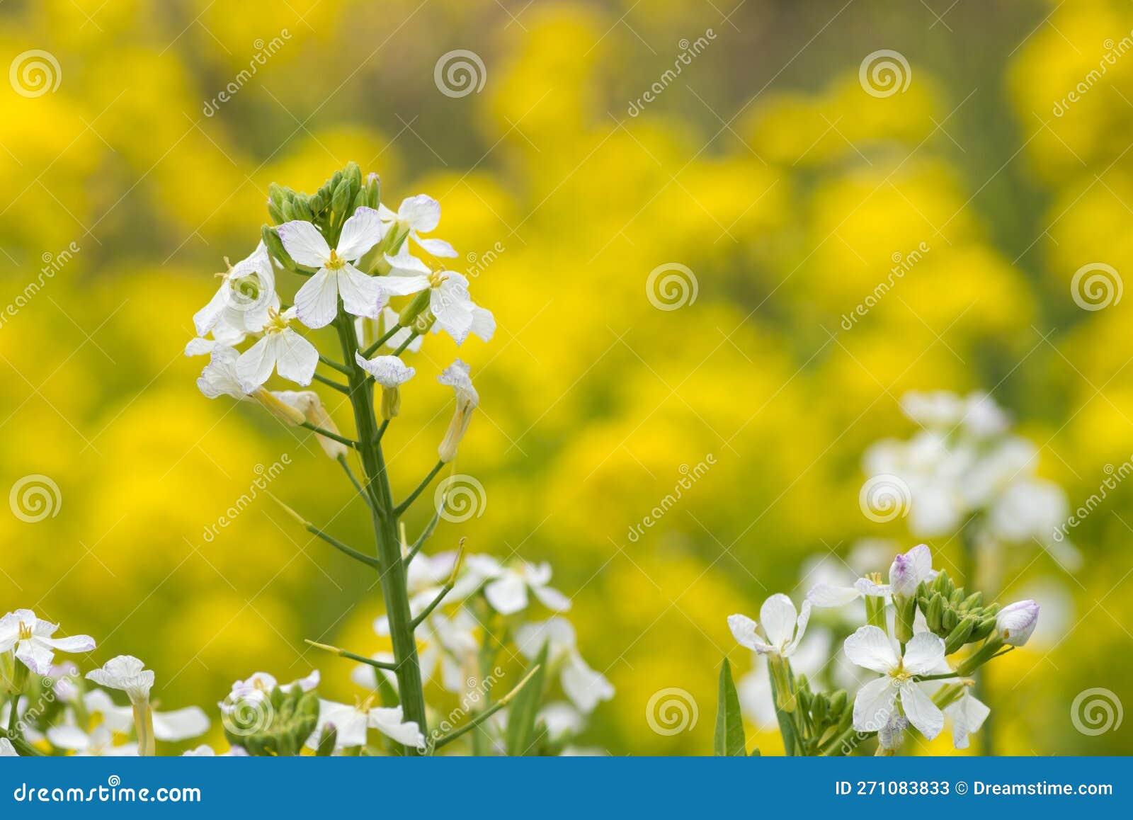 White radish flowers stock image. Image of green, spring 271083833