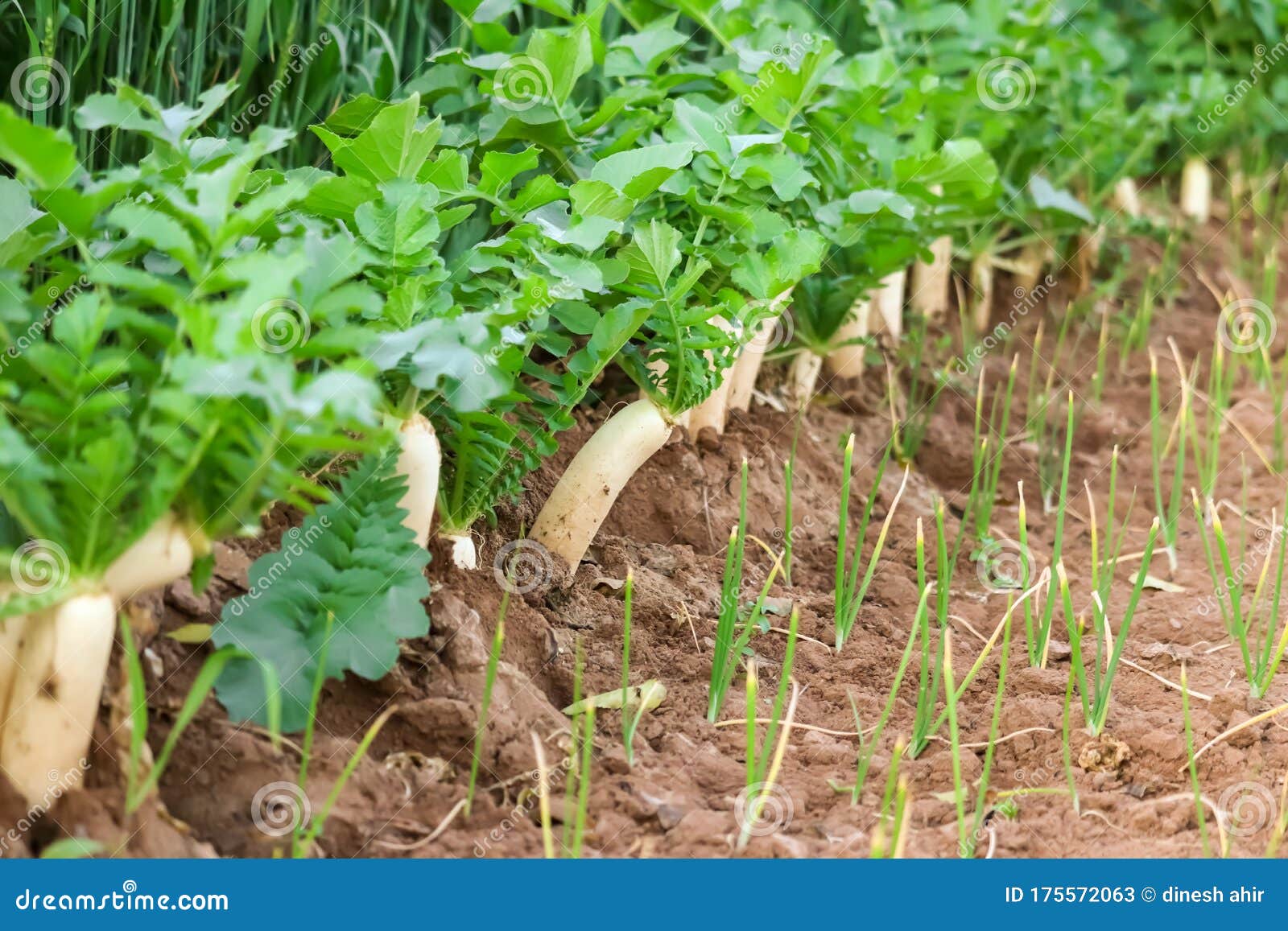 White Radish Growing In The Garden Bed Gardening Banner Background With White Radish Radish Plant In Sandy Soil Close Up Stock Image Image Of Large Japanese White Radish Growing In The Garden Bed Gardening Banner Background With White Radish Radish Plant In Sandy Soil Close Up Stock Image Image Of Large Japanese