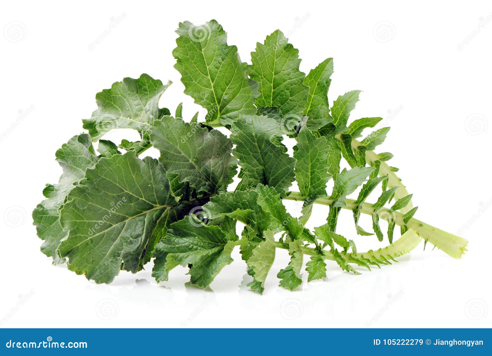White radish leaves stock image. Image of eating, fresh 105222279