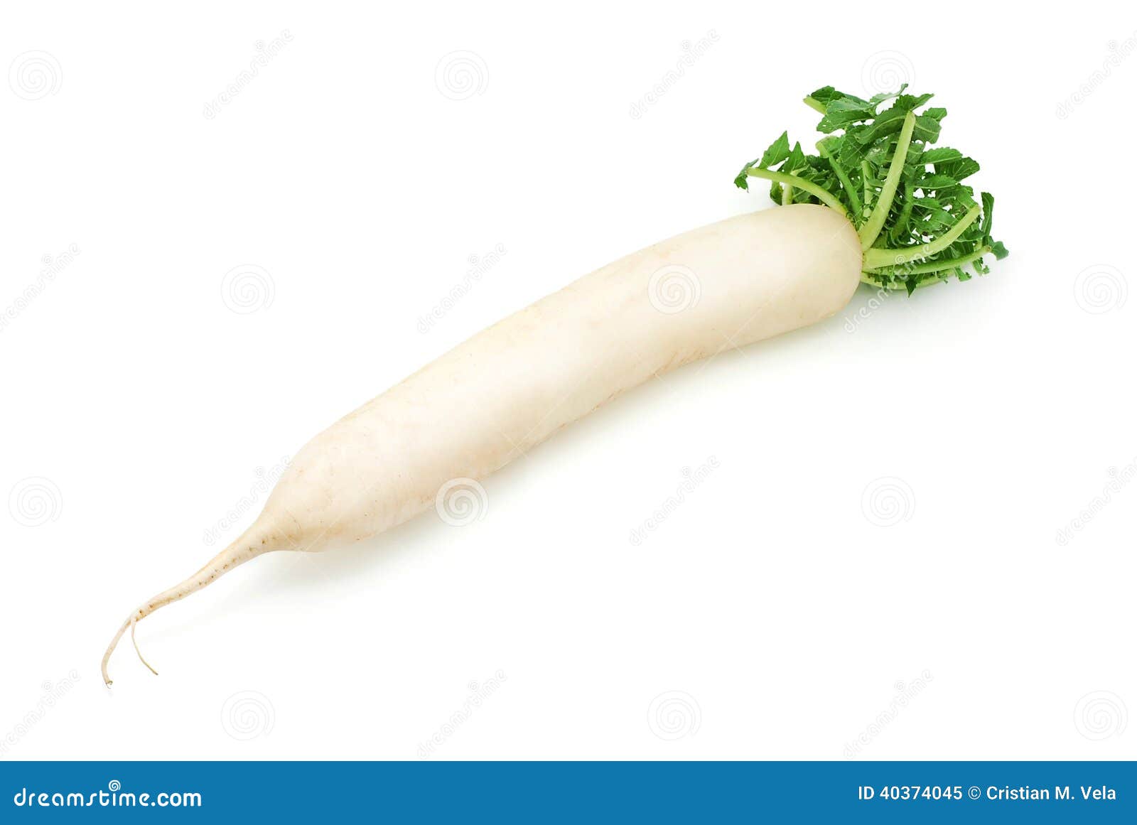 White radish stock image. Image of japanese, fresh, white 40374045