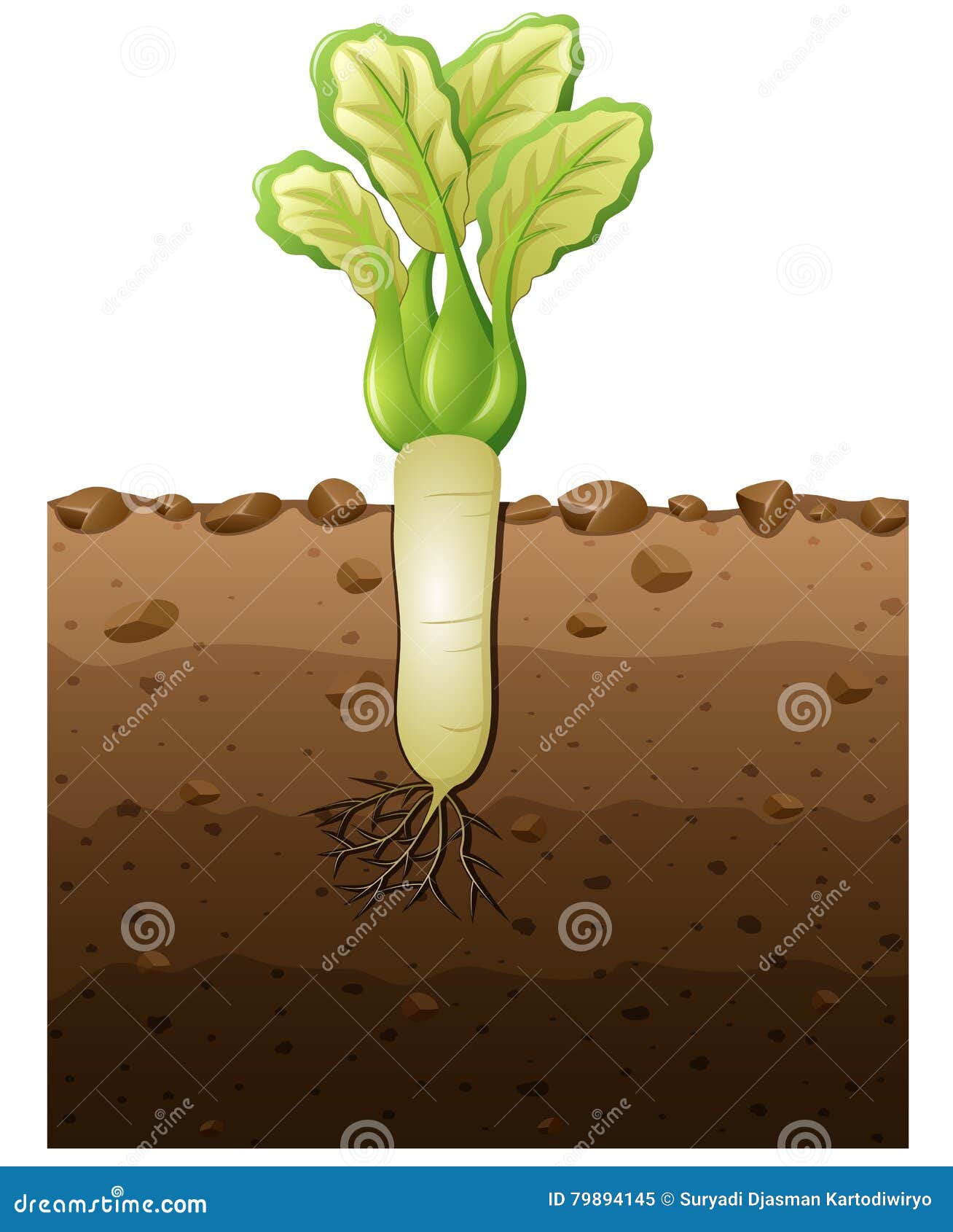 White Radish Plant with Roots Underground Illustration Stock Vector