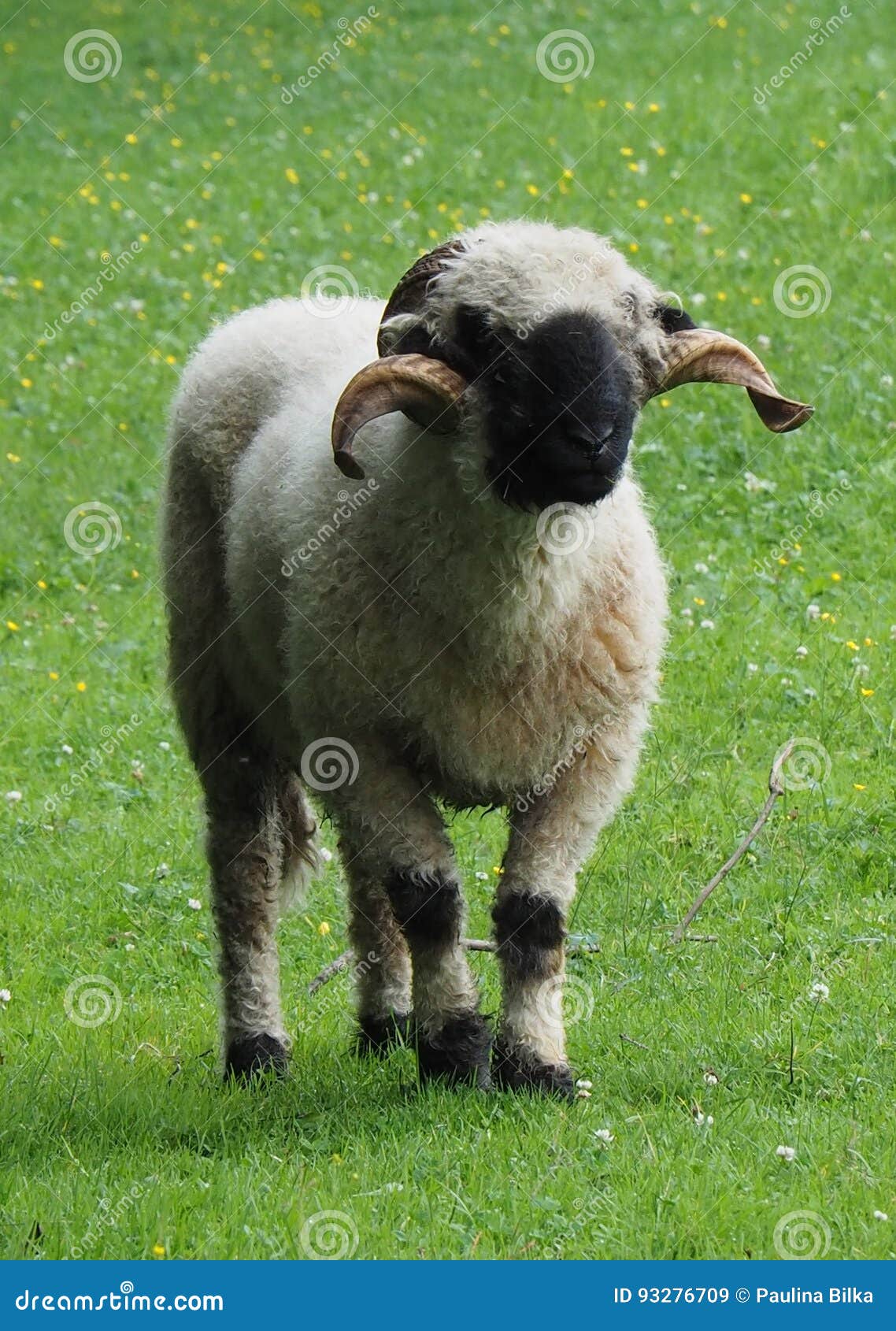 hård Trunk bibliotek håber White Ram with Horns on the Field Stock Image - Image of flock, white:  93276709