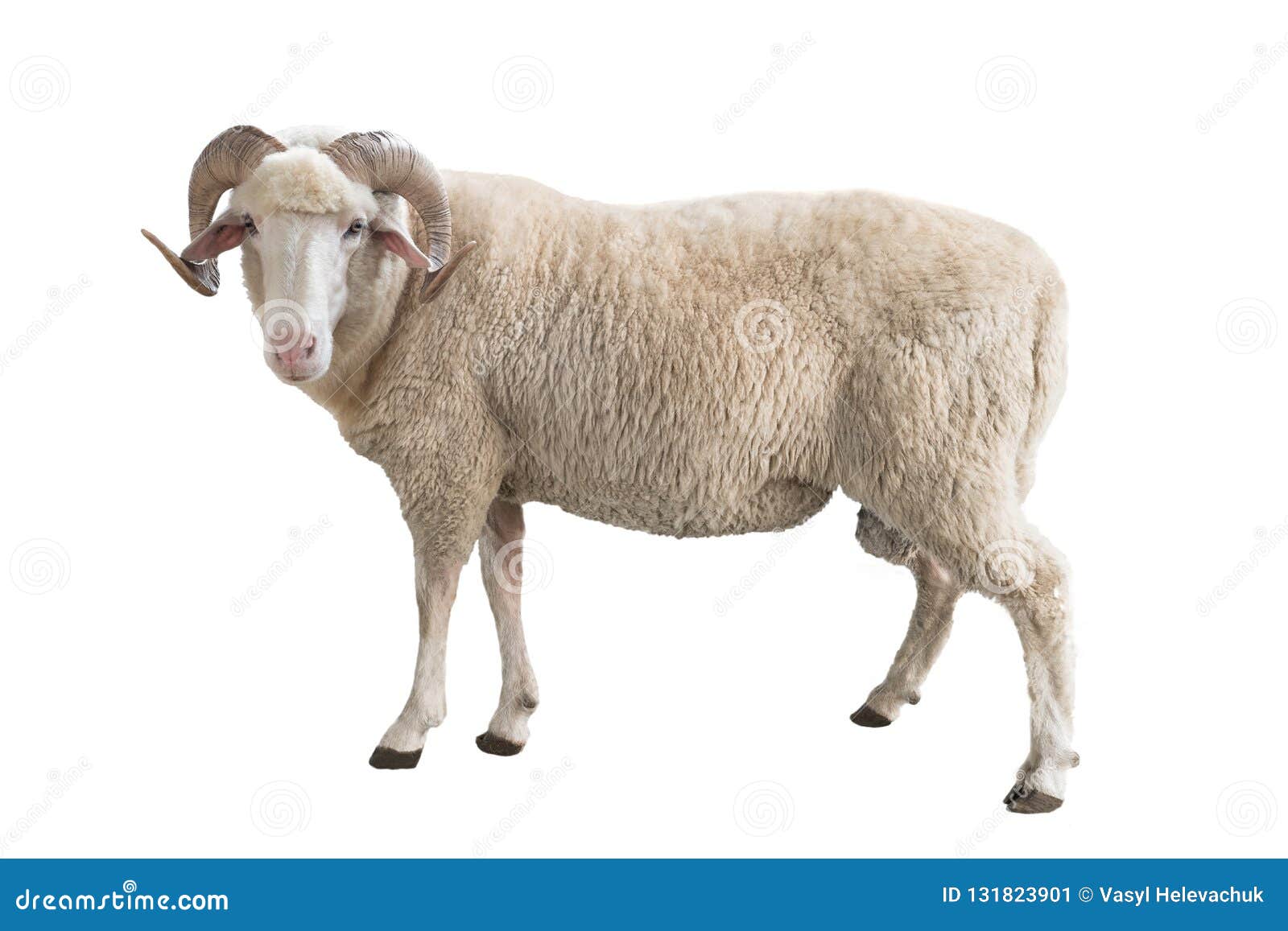 23,380 Ram Animal Stock Photos - Free & Royalty-Free Stock Photos from Dreamstime 23,380 Ram Animal Stock Photos - Free & Royalty-Free Stock Photos from Dreamstime