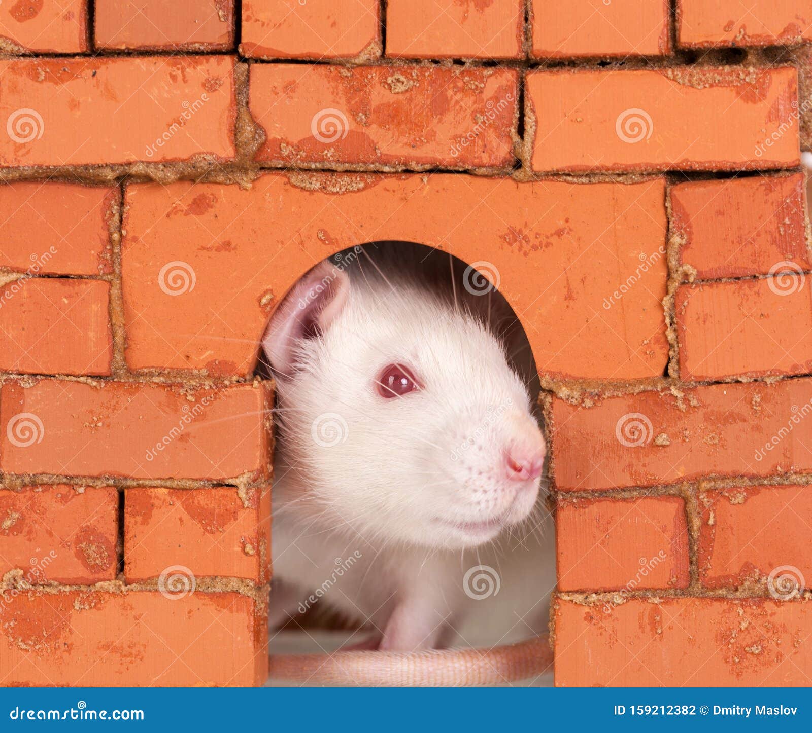 White rat in a brick house stock photo. Image of house 159212382