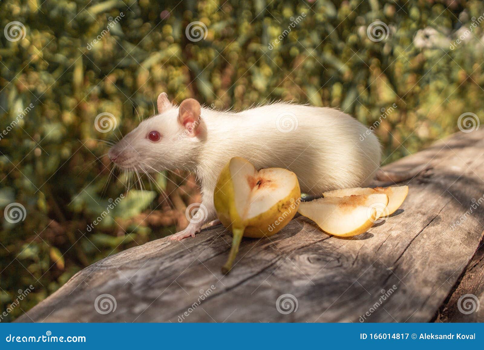 A White Rat Crawls on a Log. the Rodent is Looking for Food Stock Image