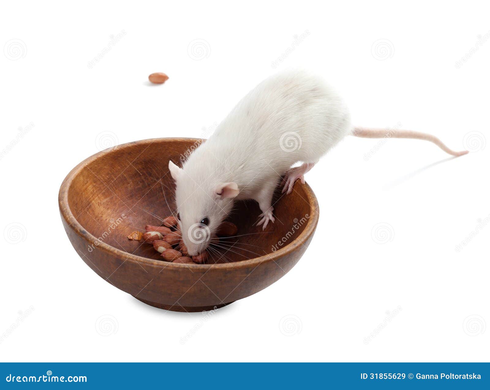 White Rat Eating Peanuts From Wooden Plate Stock Image Image of