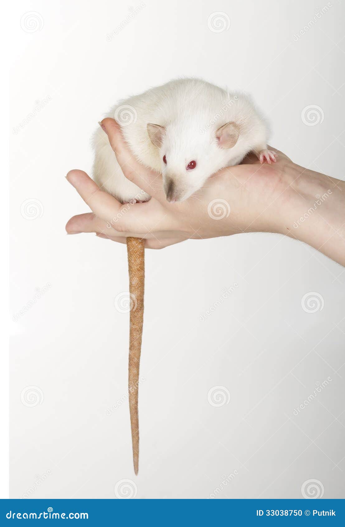 White rat stock photo. Image of mouse, studio, laboratory 33038750