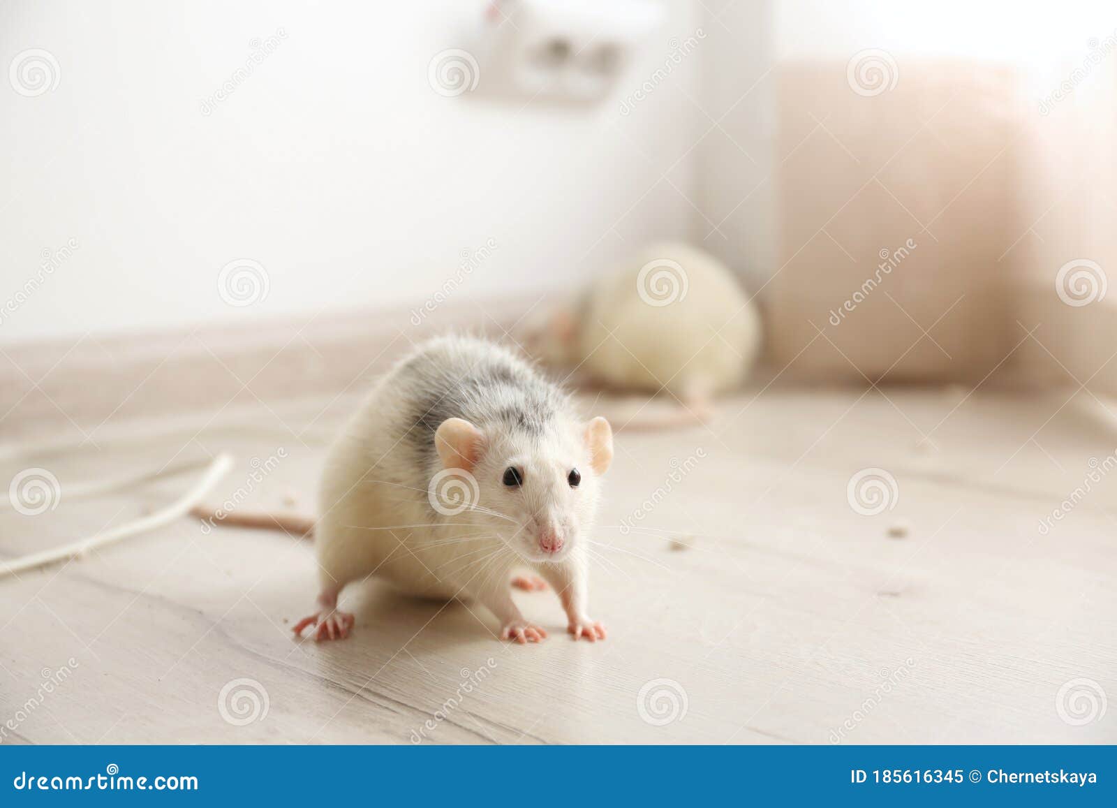 White Rats on Floor. Pest Control Stock Image Image of invasion